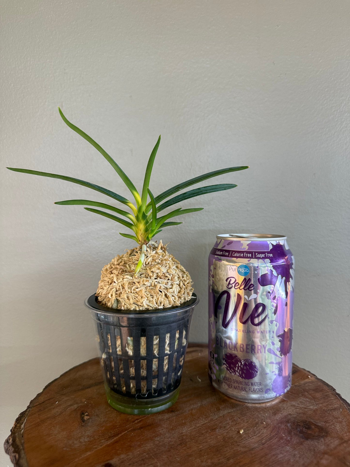 Neofinetia falcata Shinkiro 蜃気楼