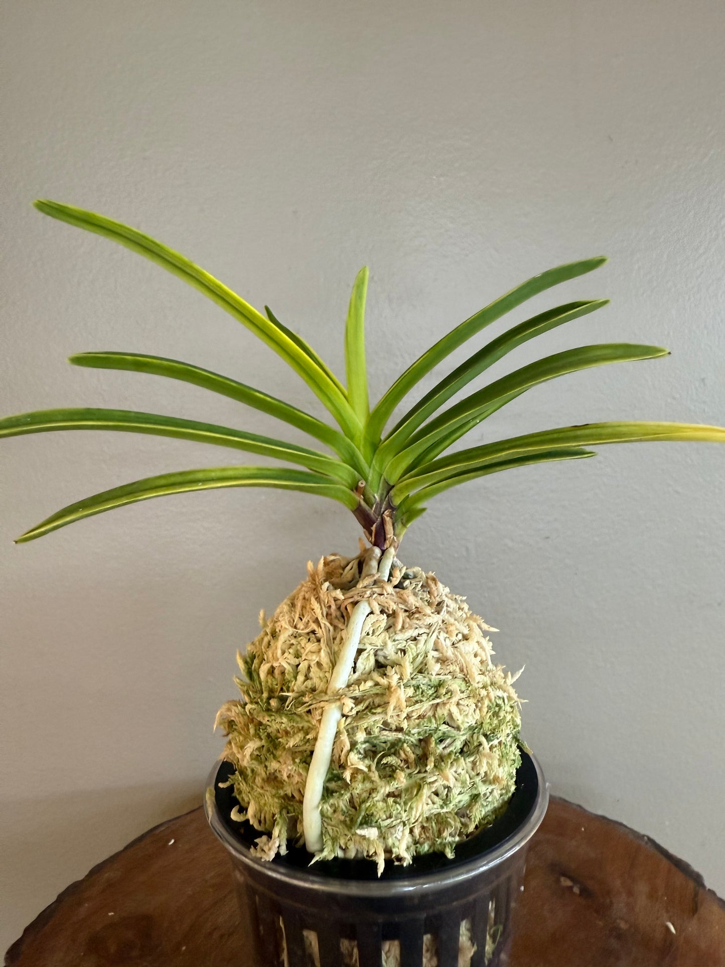 Neofinetia falcata Shukou Nishiki 秋紅錦