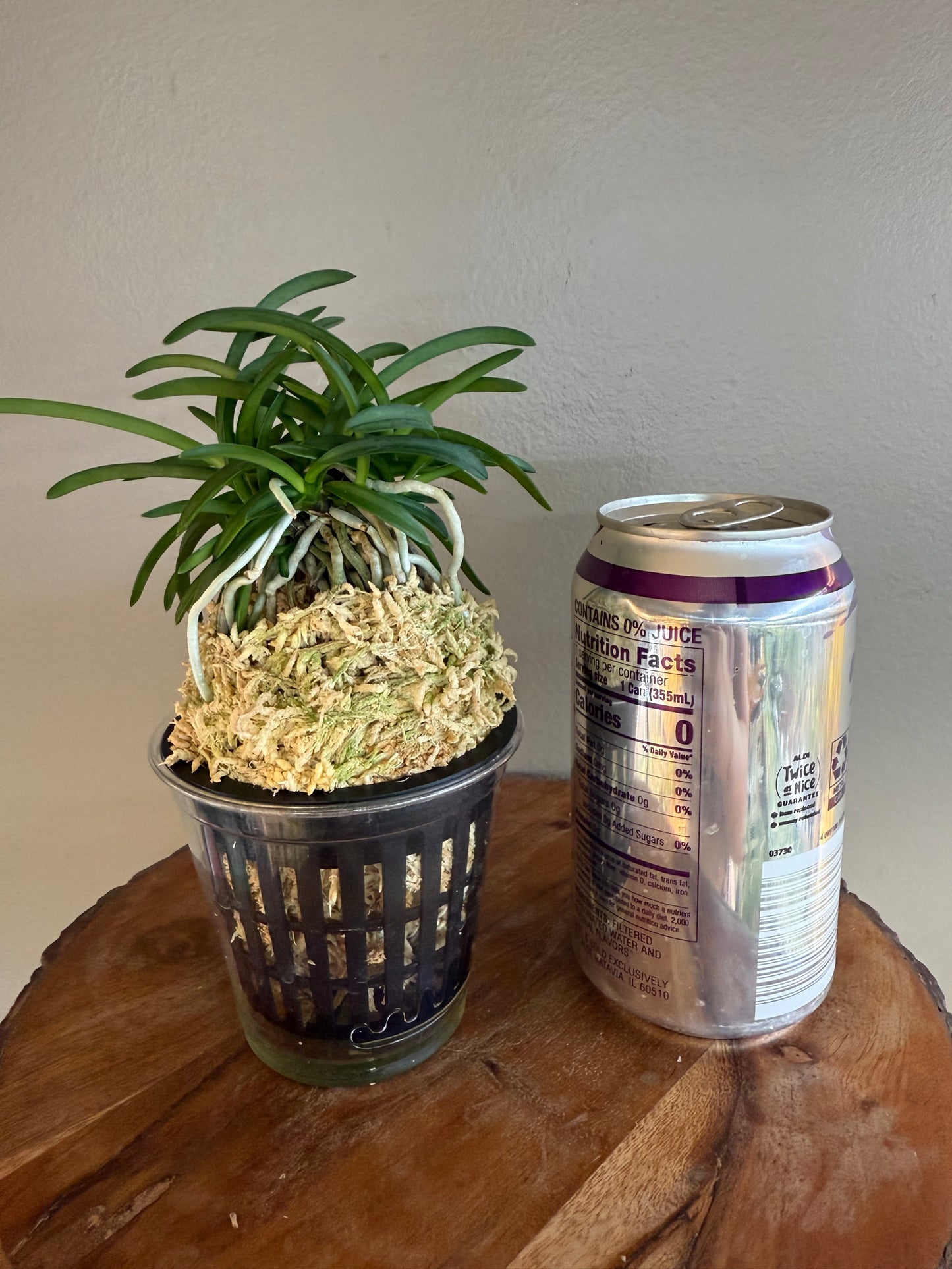 Neofinetia falcata Kishu Ryokufu 紀州綠風