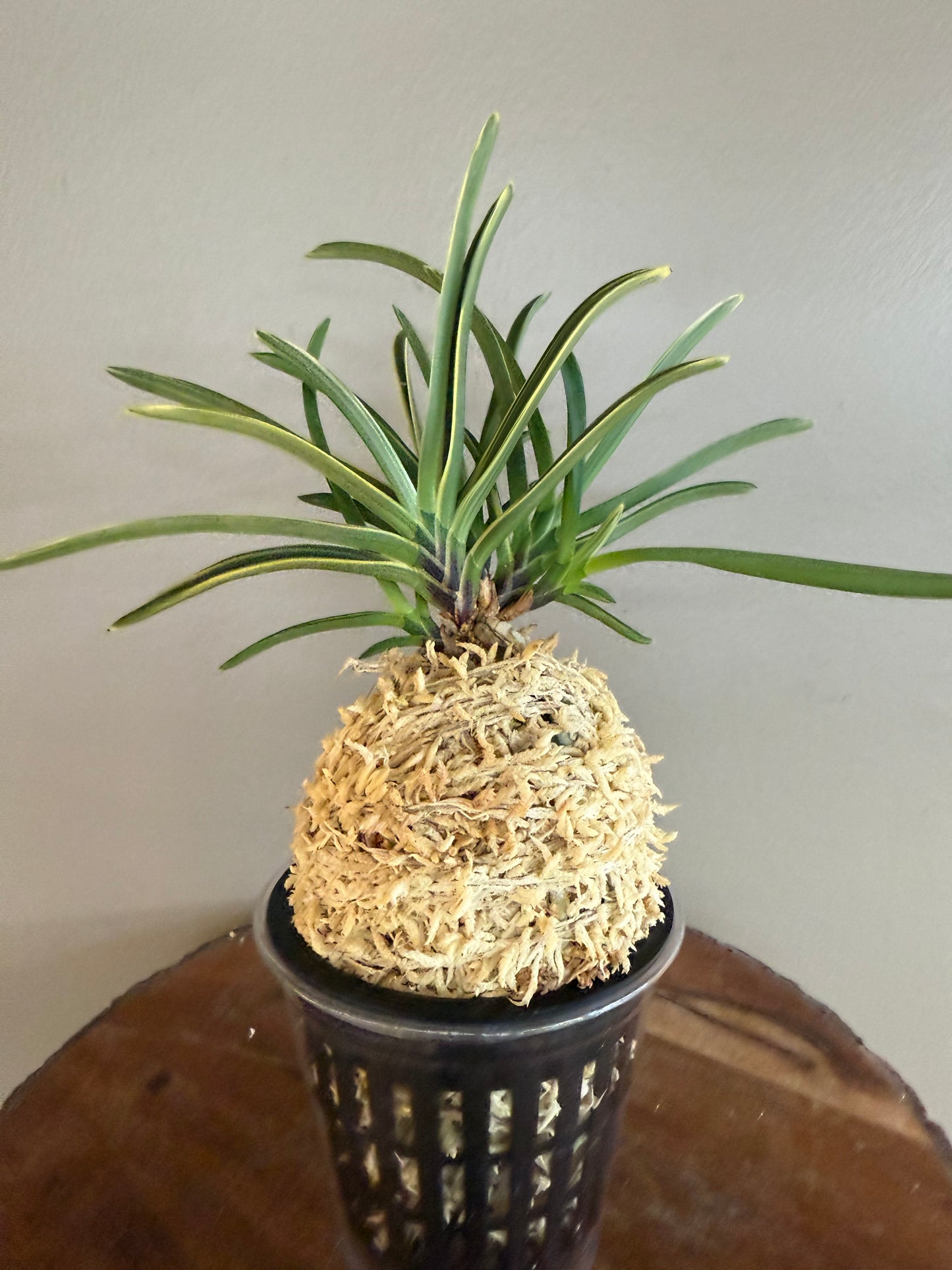 Neofinetia falcata Nishidemiyako 西出都