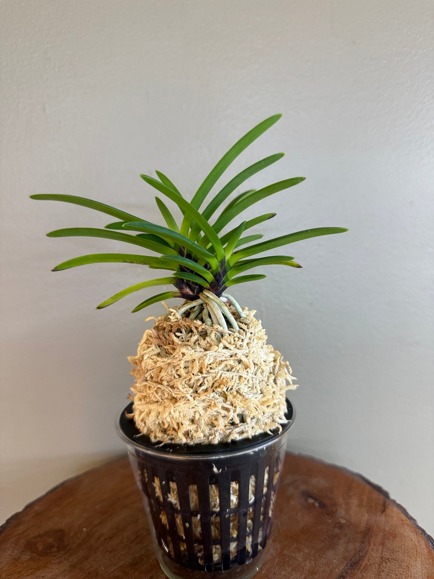 Neofinetia falcata Hanakanzashi 花簪