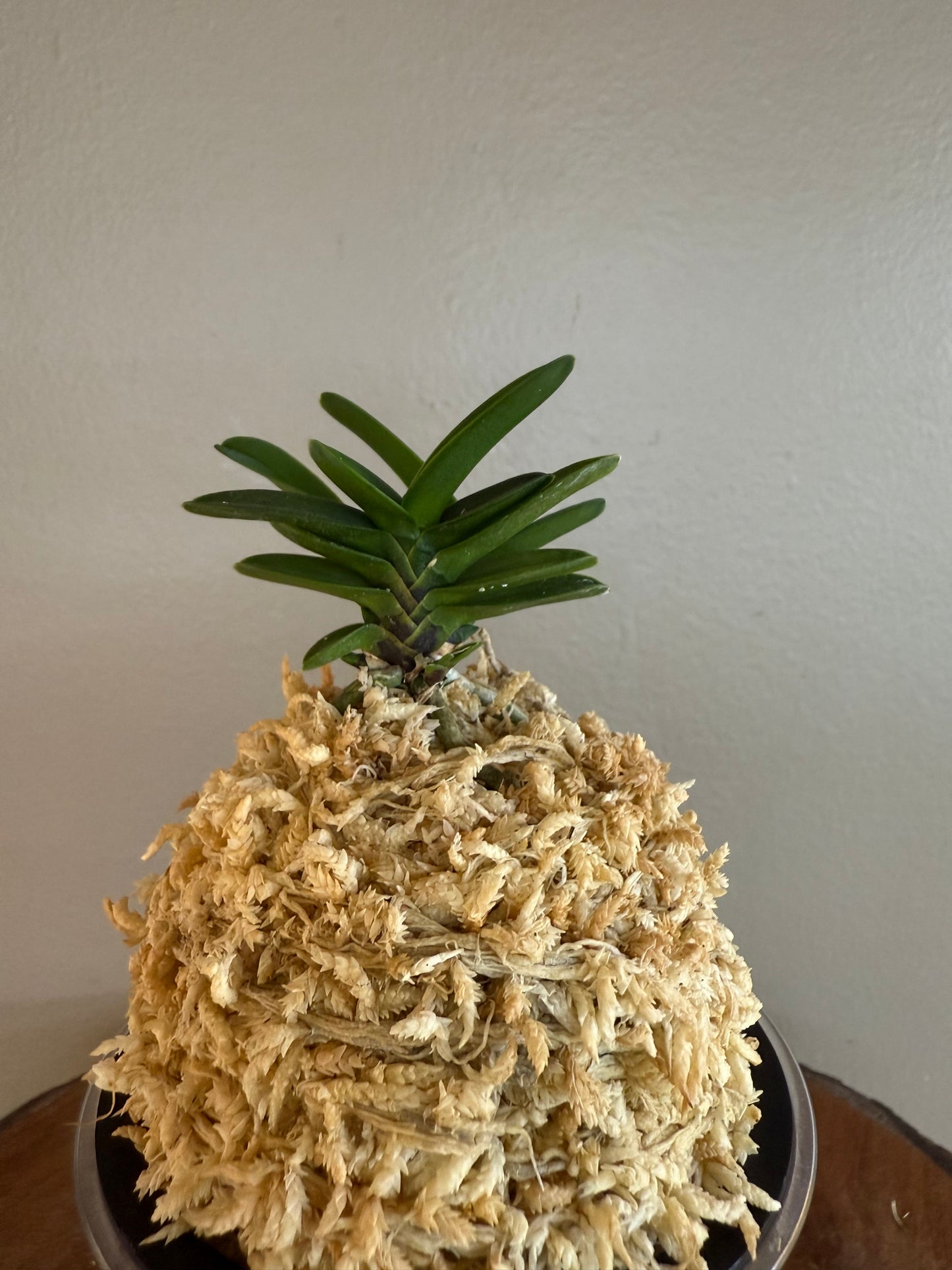Neofinetia falcata Maizuru 舞鶴