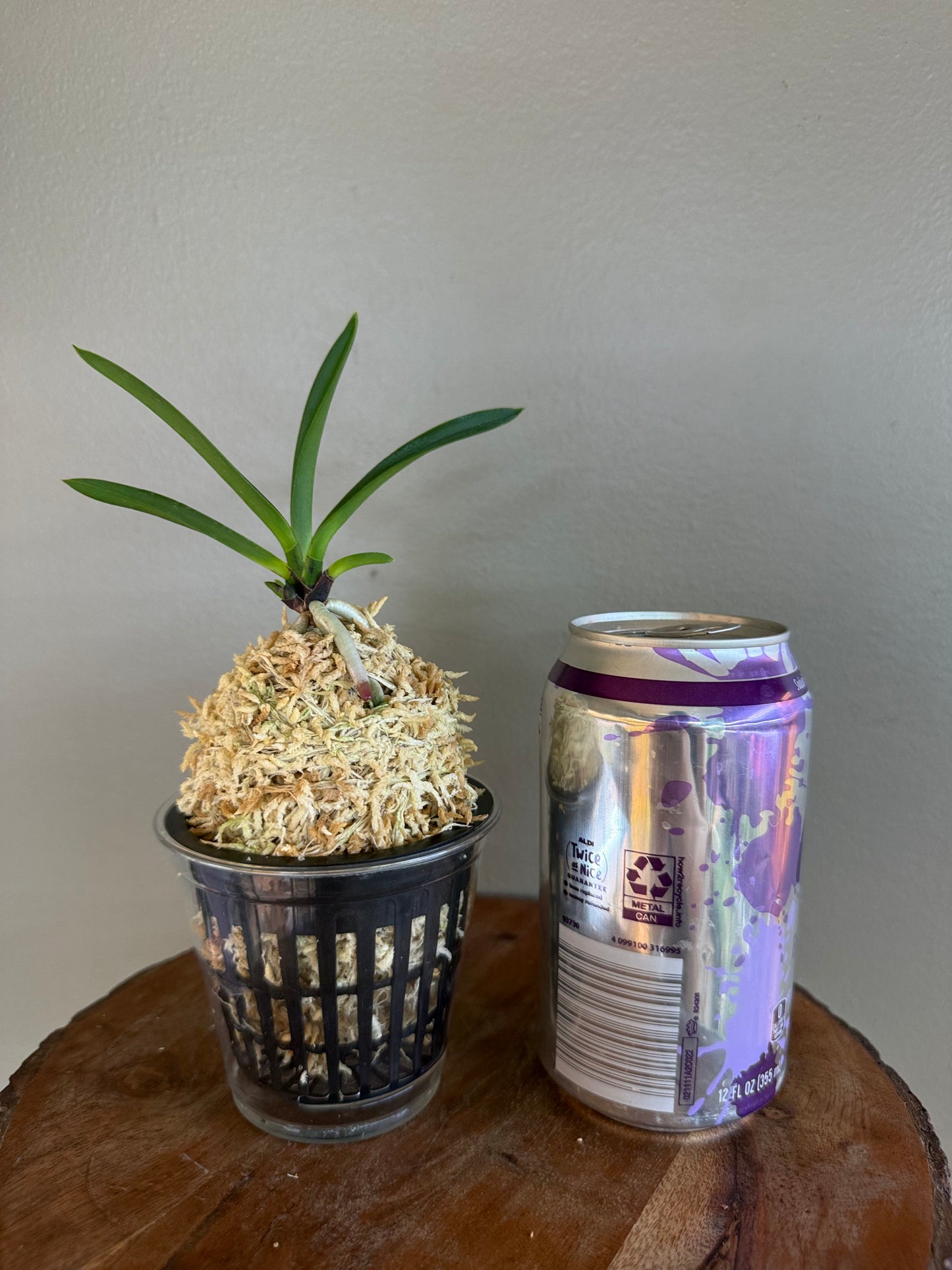 Neofinetia falcata Hien 緋燕