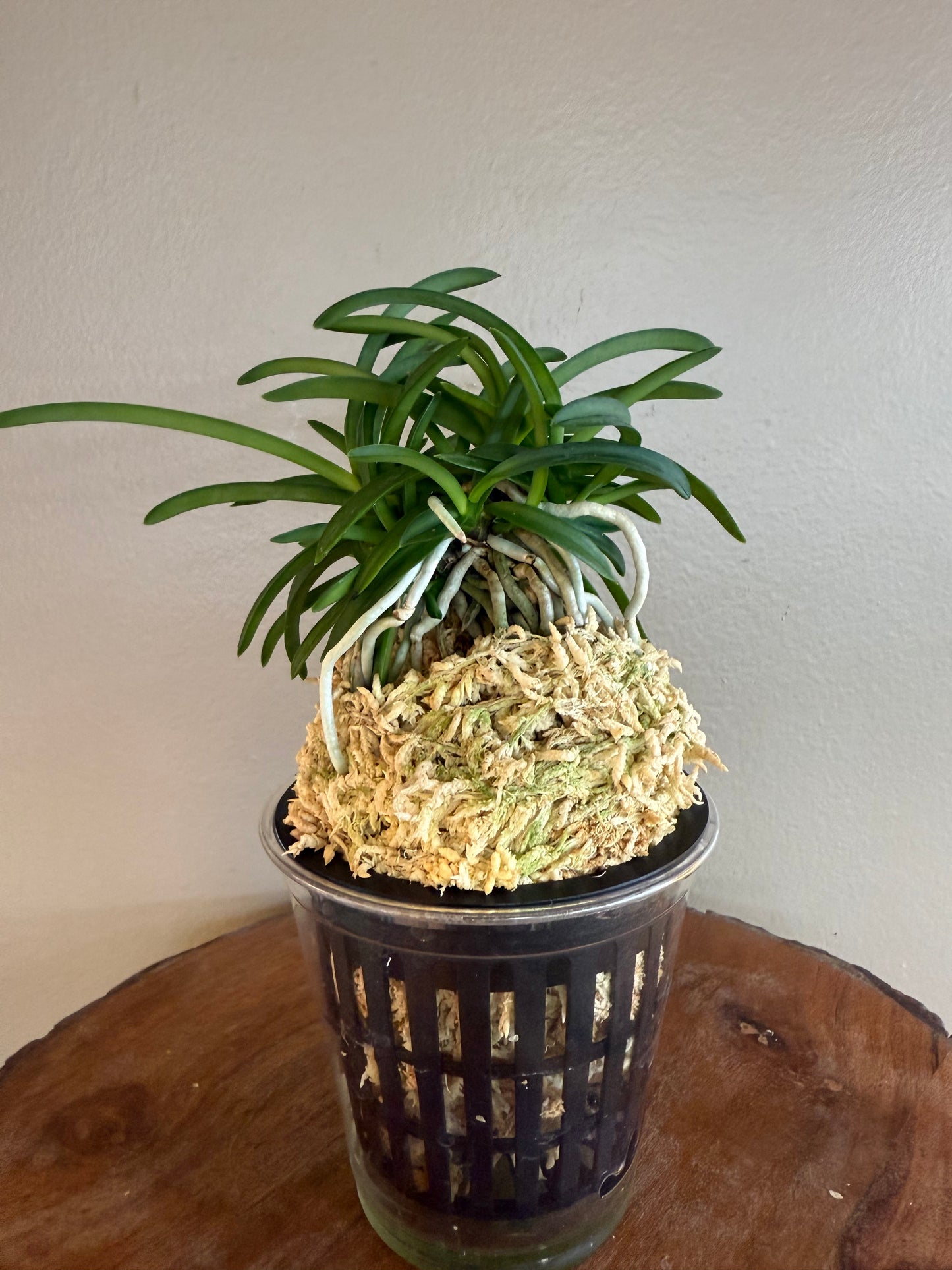 Neofinetia falcata Kishu Ryokufu 紀州綠風