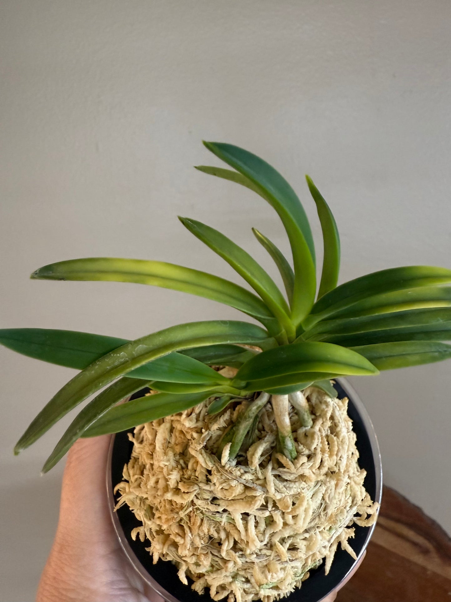 Neofinetia falcata Karanishiki 唐錦