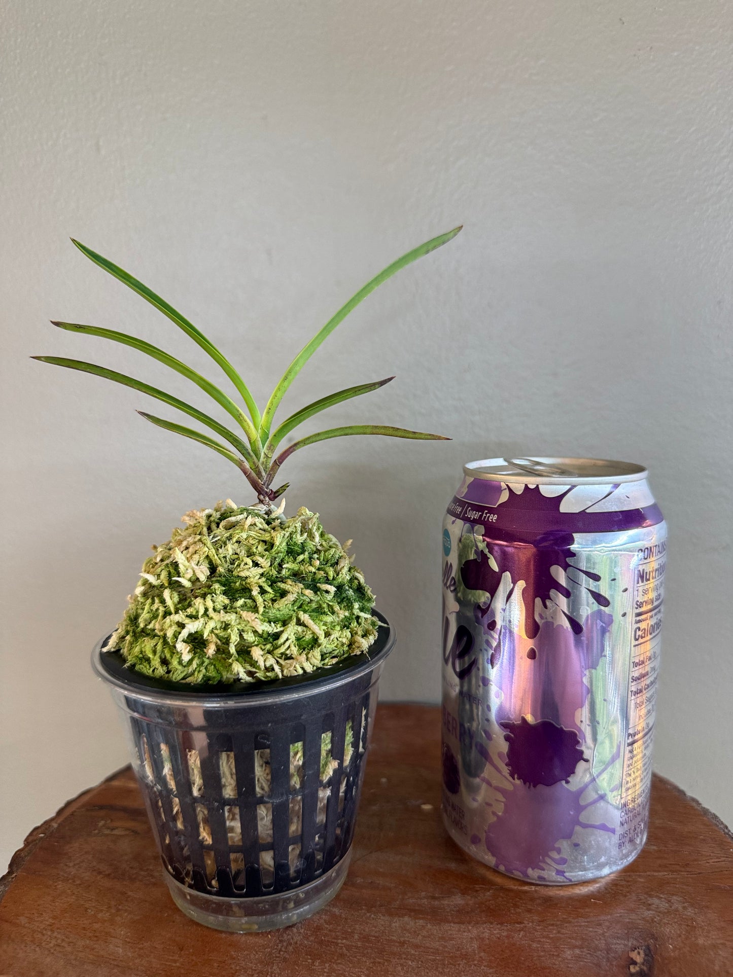 Neofinetia falcata Hanamatoi 花纏