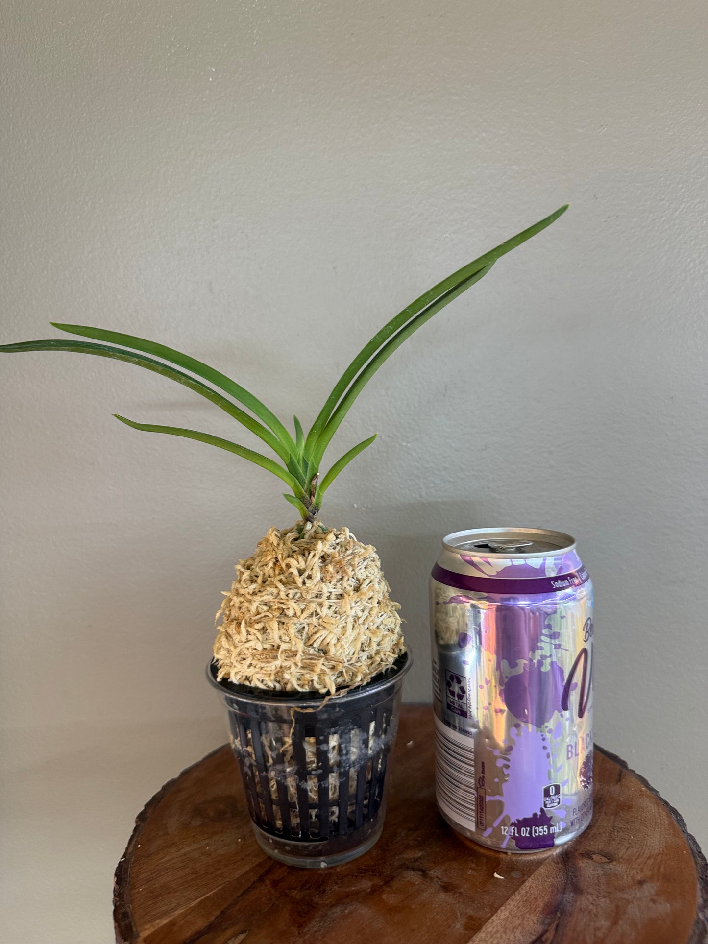 Neofinetia falcata Surugabotan 駿河牡丹