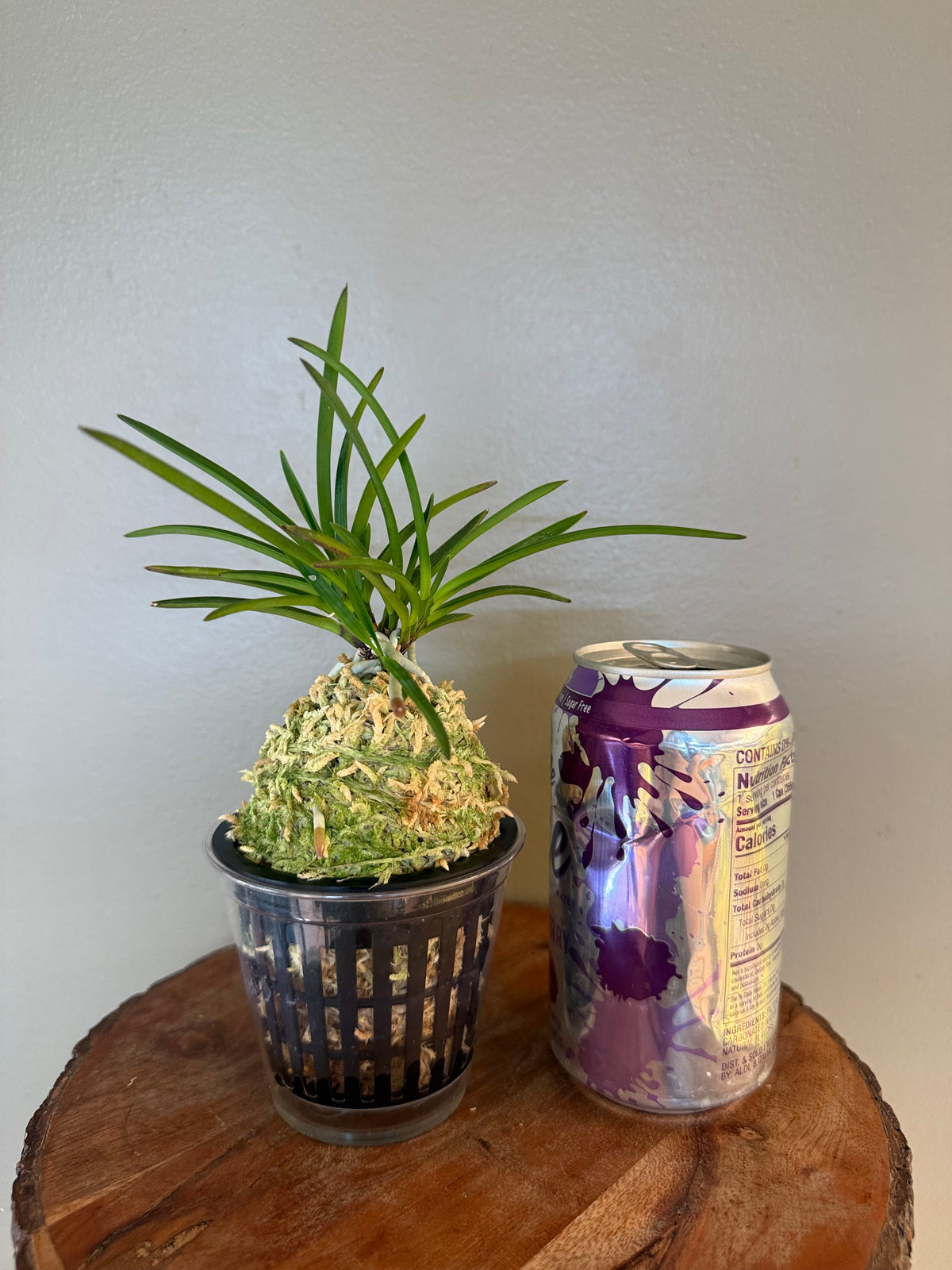 Neofinetia falcata 夕映 Yubae