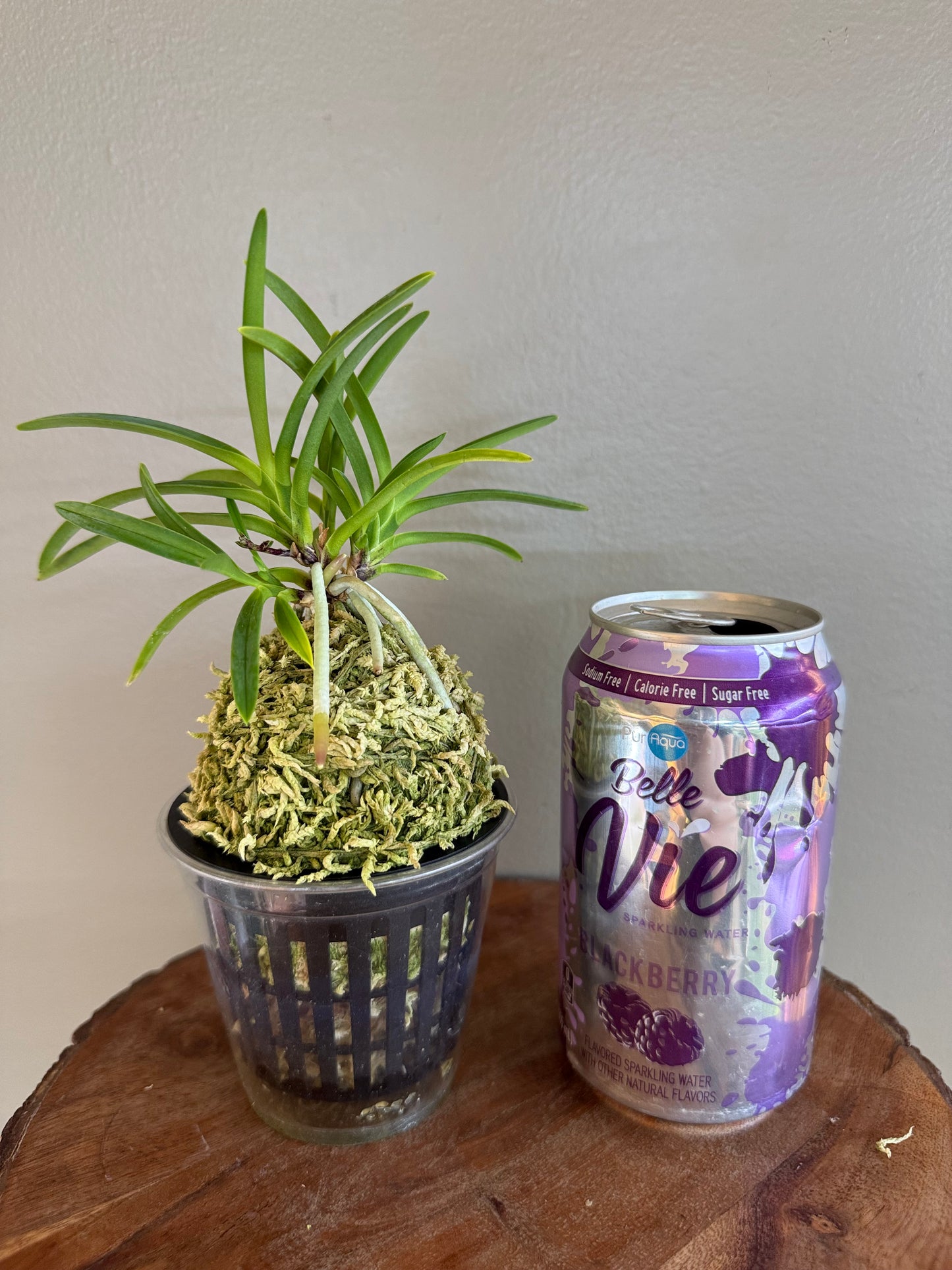 Neofinetia falcata Kouya no Hana 高野の華