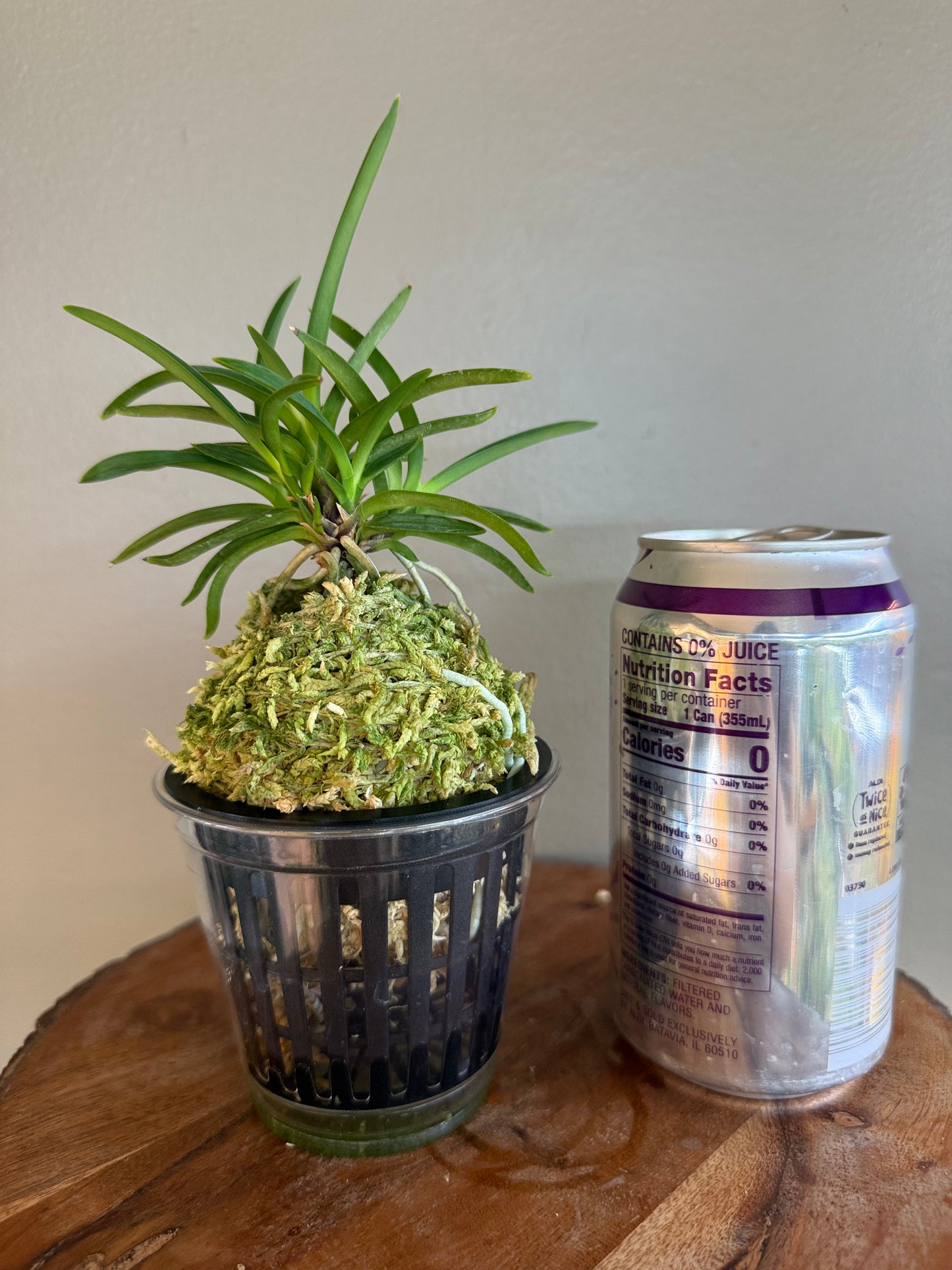 Neofinetia falcata Homeiden 豊明殿