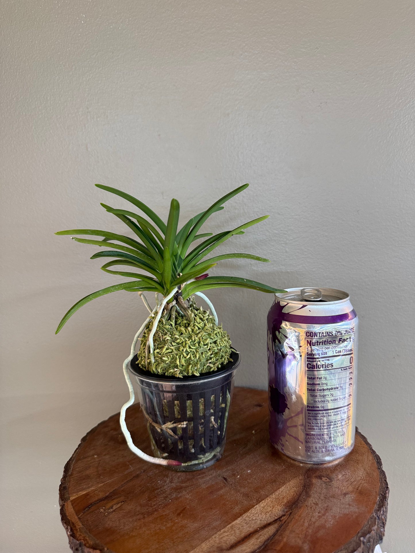 Neofinetia falcata Wonhong 元紅
