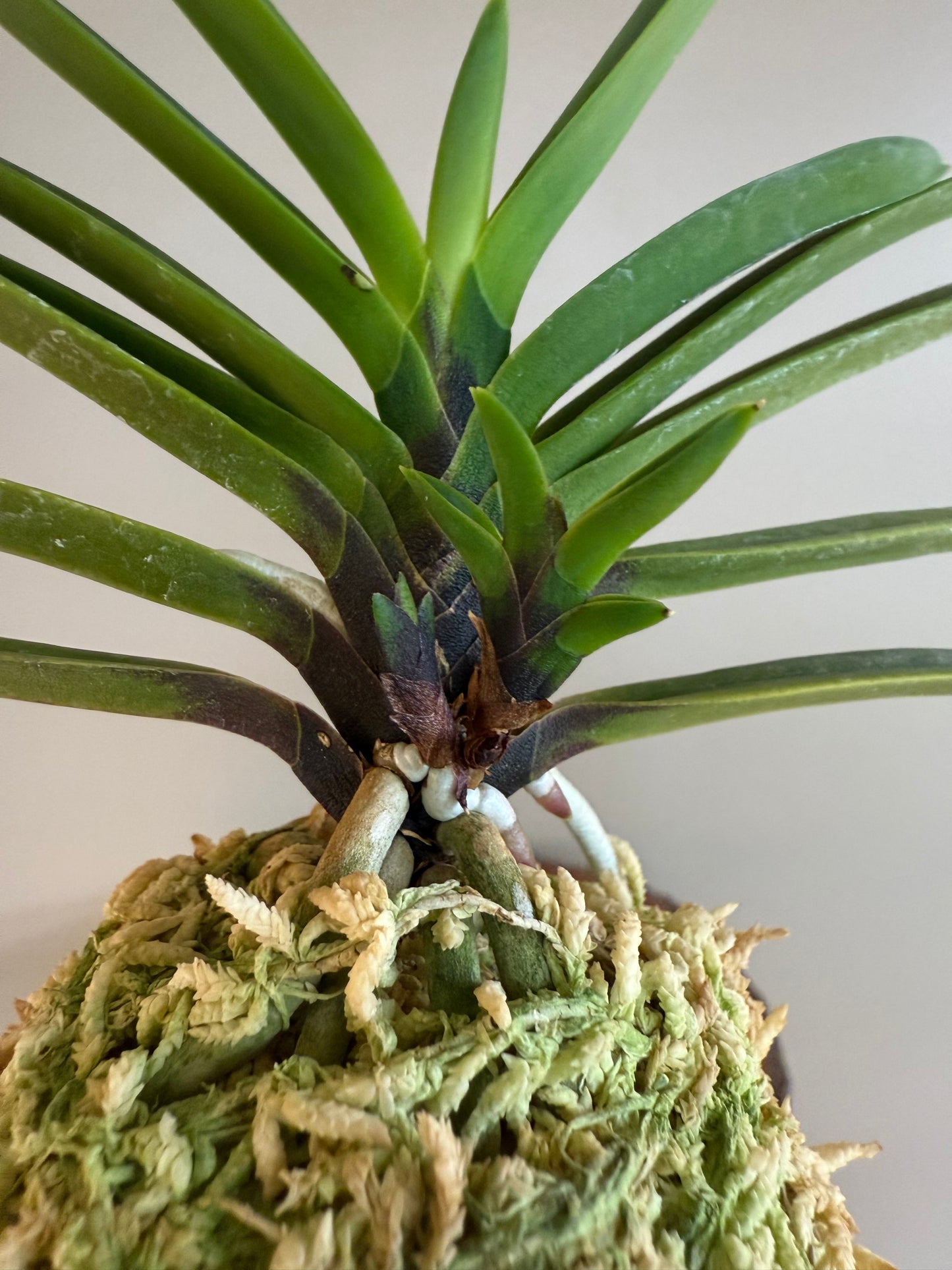 Neofinetia falcata Hanakanzashi 花簪