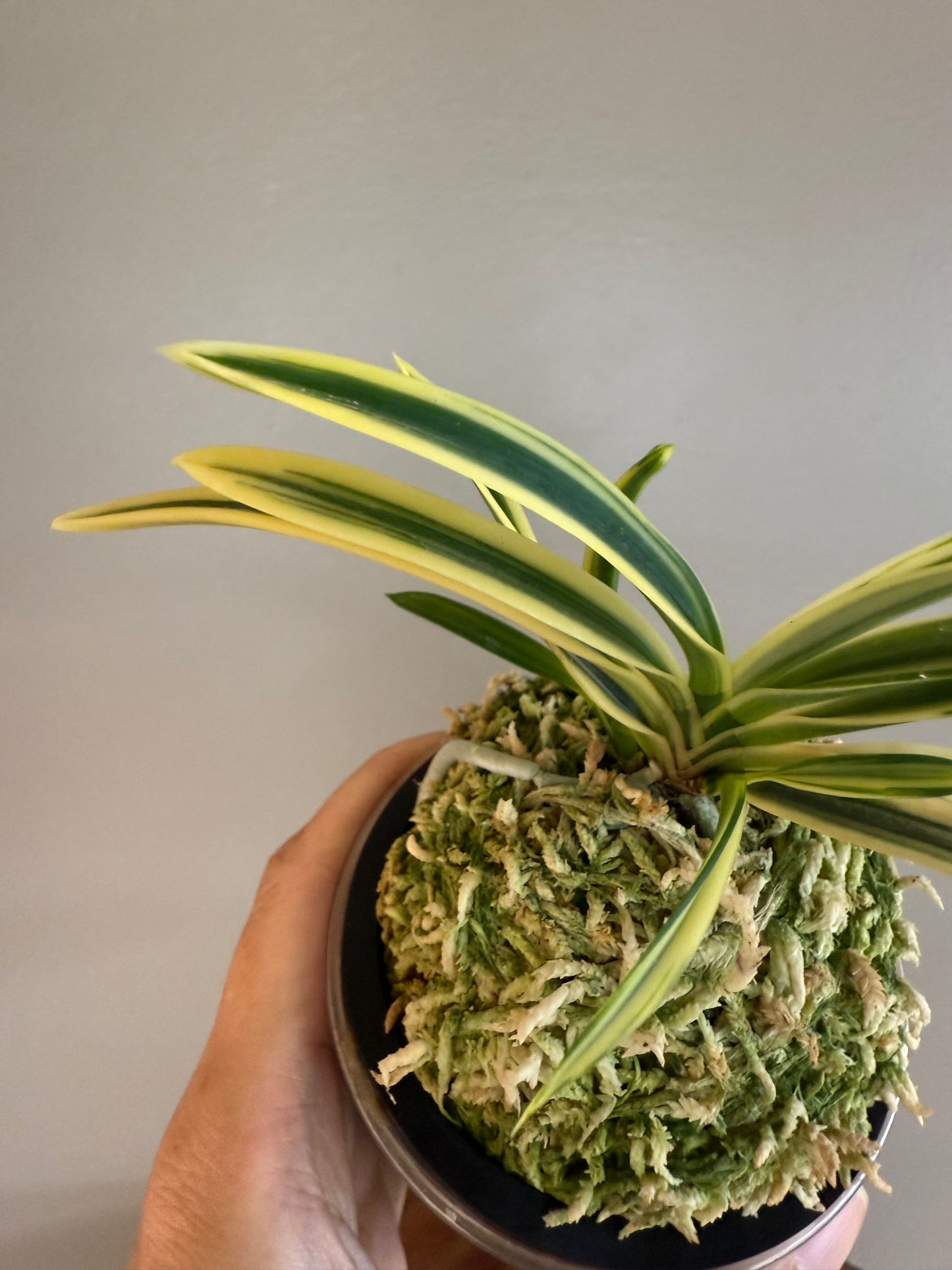 Neofinetia falcata Yuri (Amami Kanpaku) 琉璃