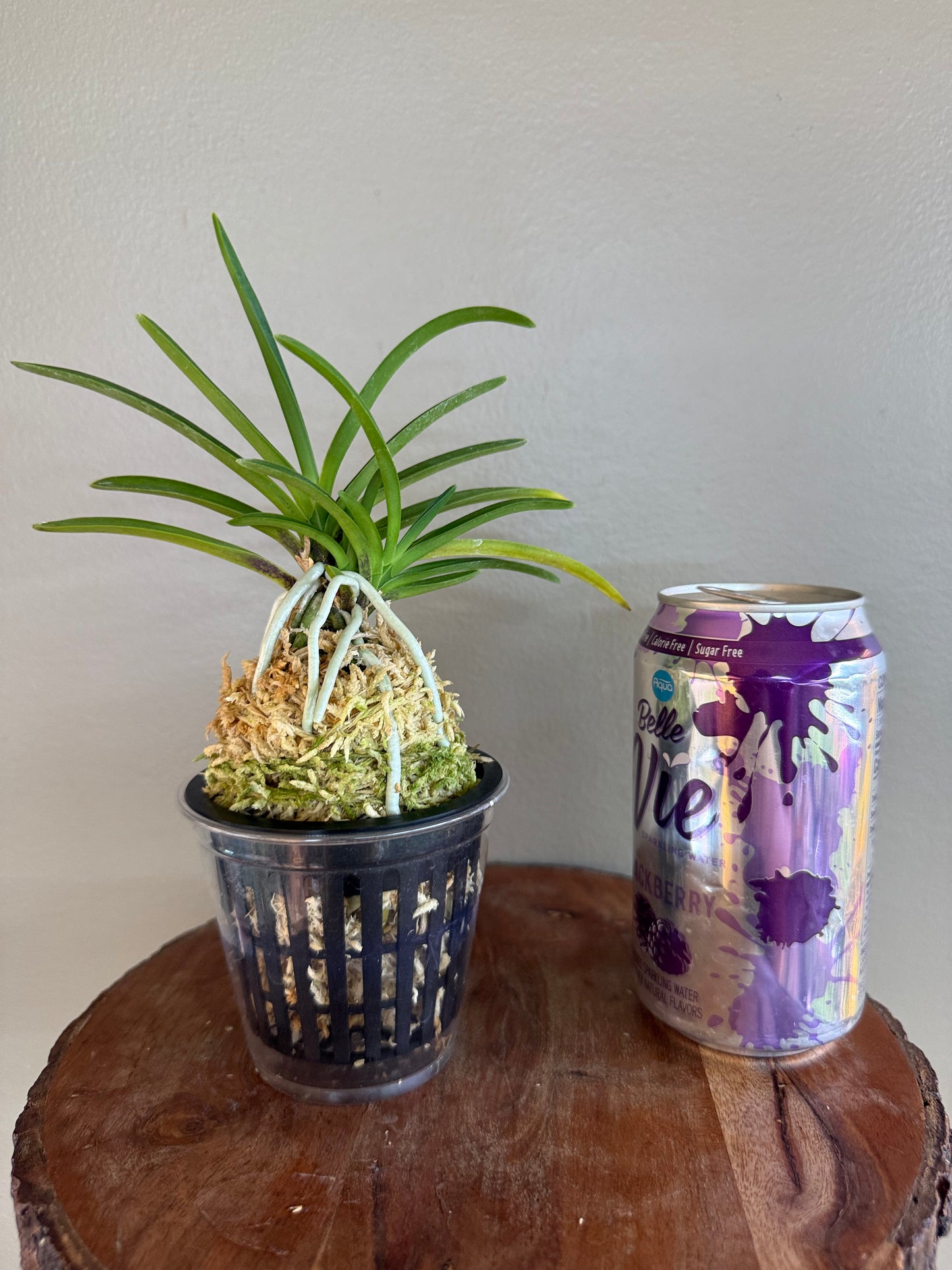 Neofinetia falcata Benigkaede 紅楓