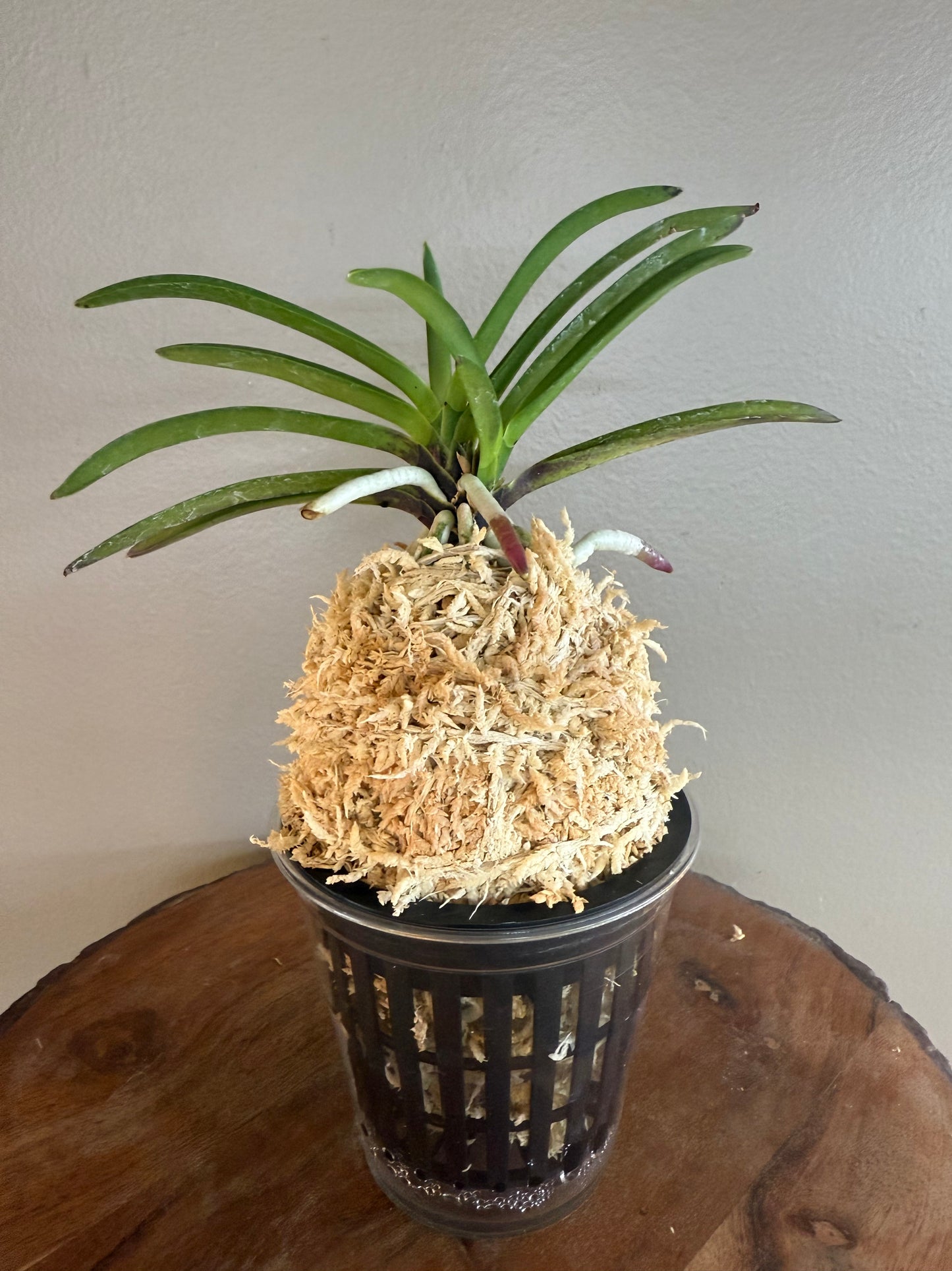 Neofinetia falcata Honghyeon 紅玄