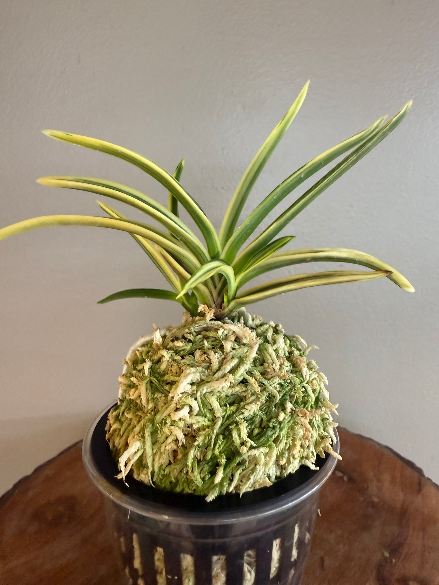 Neofinetia falcata Yuri (Amami Kanpaku) 琉璃