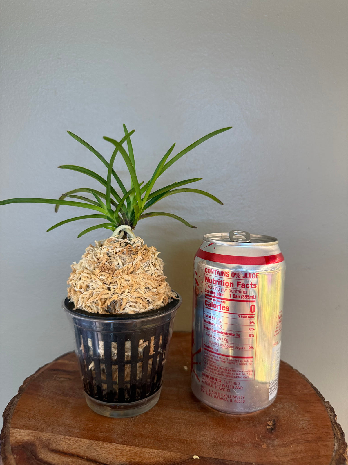 Neofinetia falcata Nangokunomai南國之舞