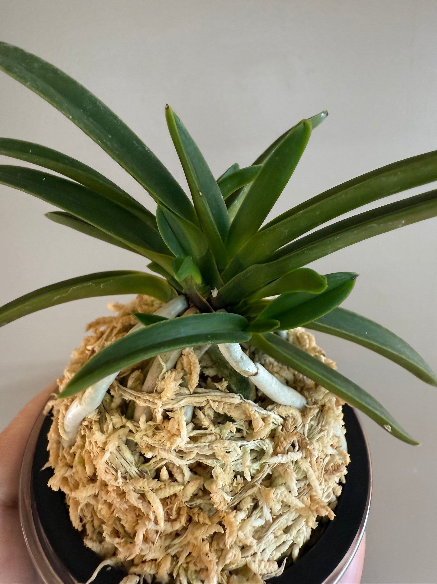 Neofinetia falcata Honghyeon 紅玄