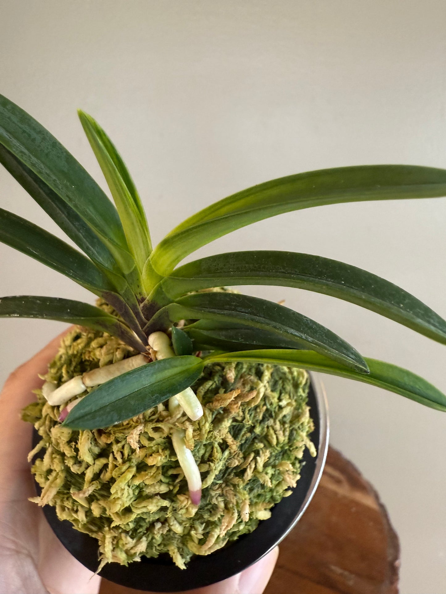 Neofinetia falcata Yomeimon 陽明門