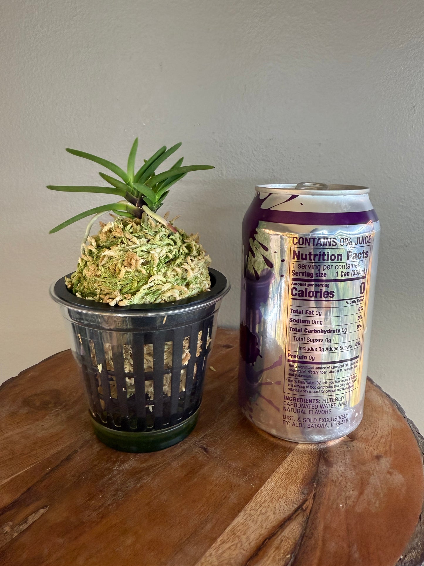 Neofinetia falcata Akogare 憧