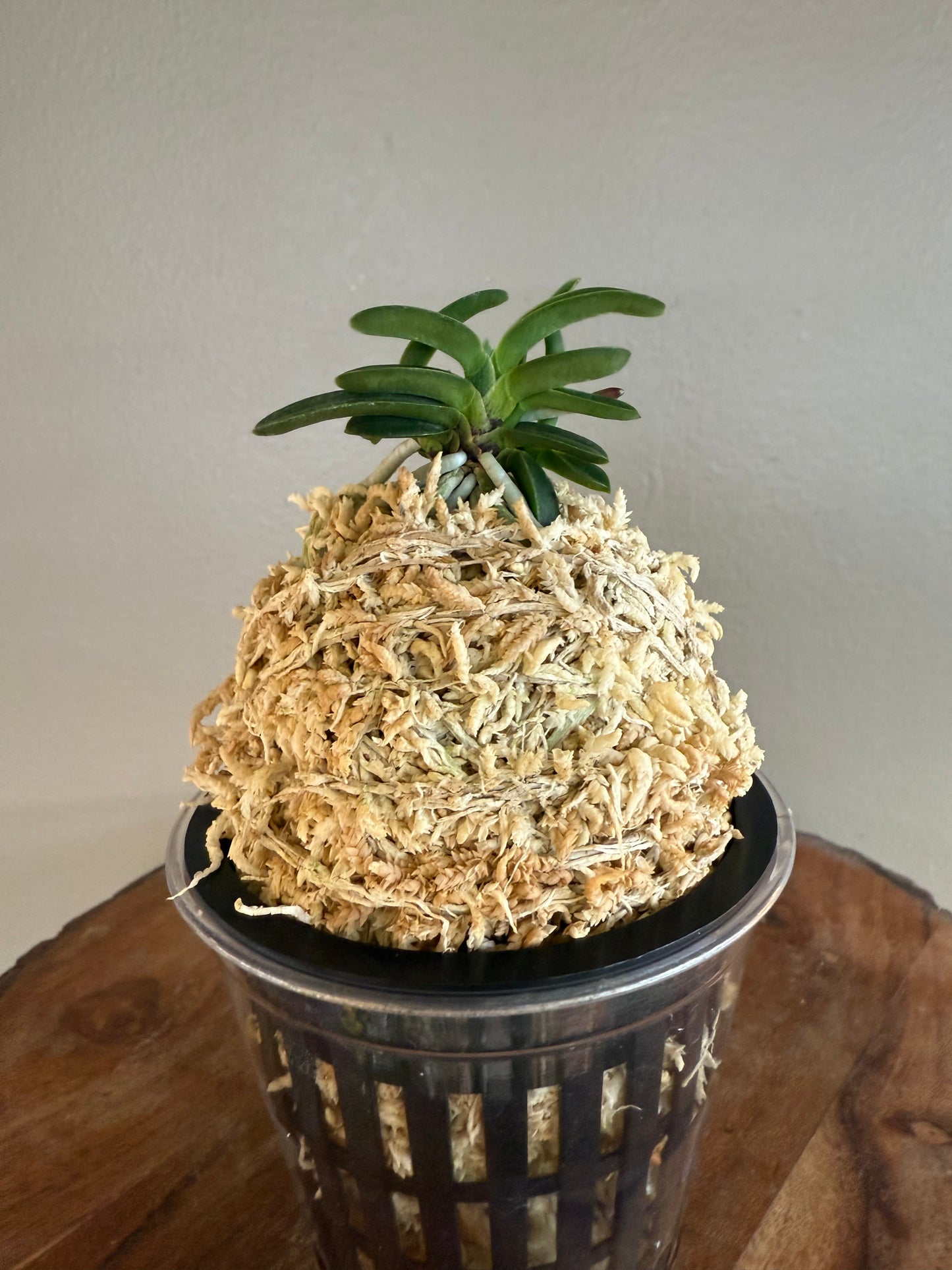 Neofinetia falcata Odong 烏童(Eboshimaru Short Leaves )