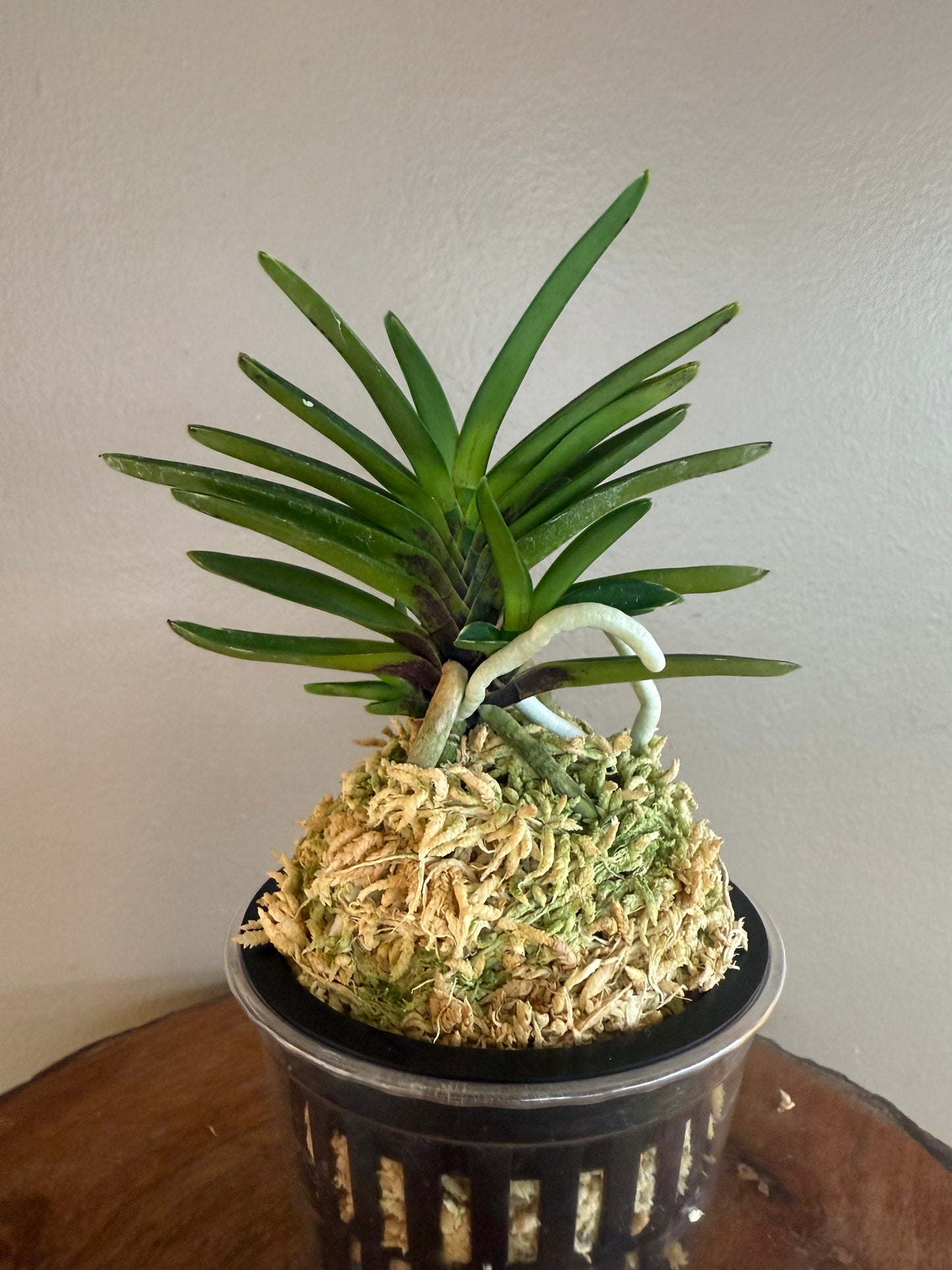 Neofinetia falcata Sekirei 鶺鴒