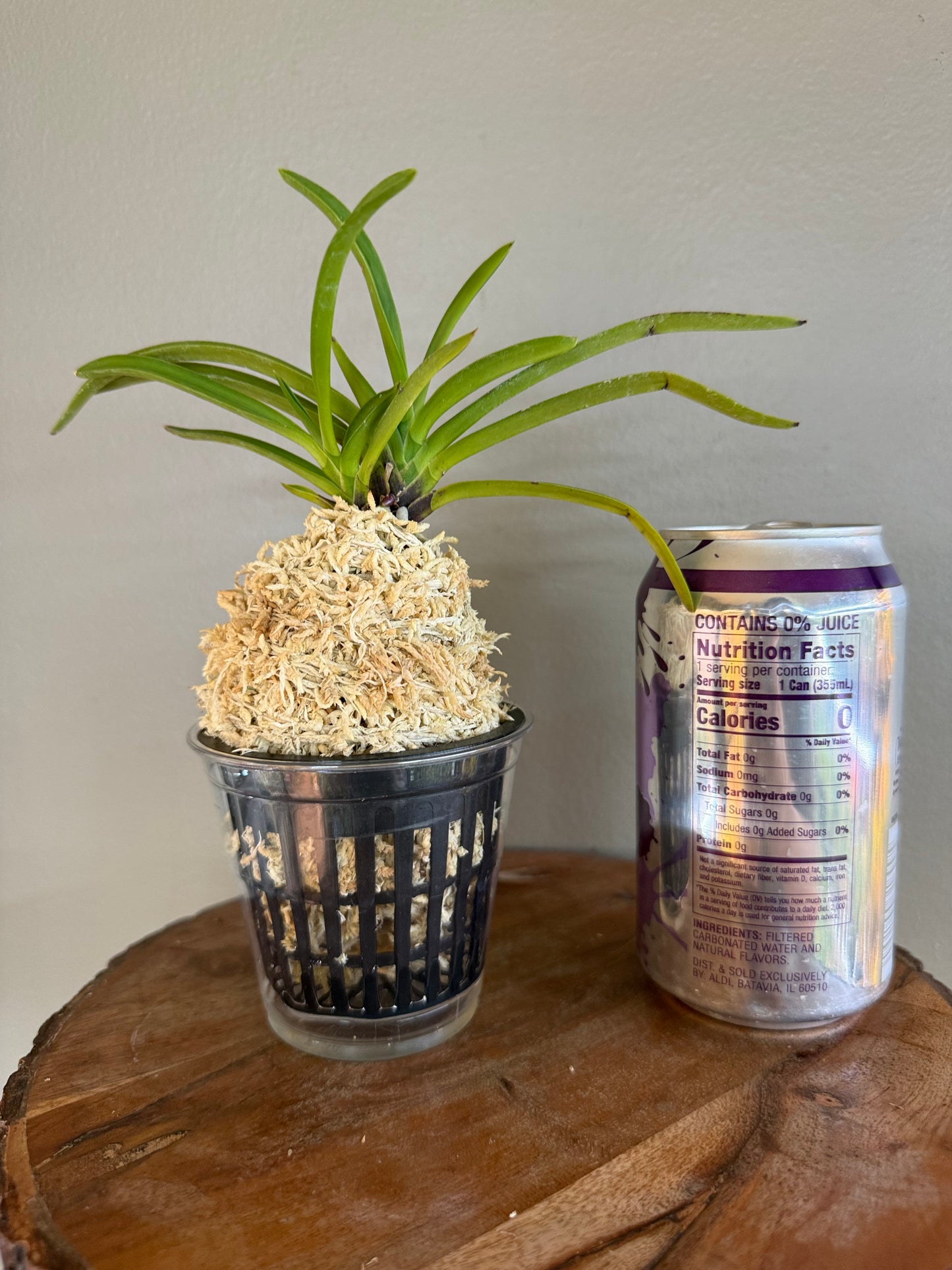 Neofinetia falcata Samhongjeon(Manjushage+Raiko) 三紅殿