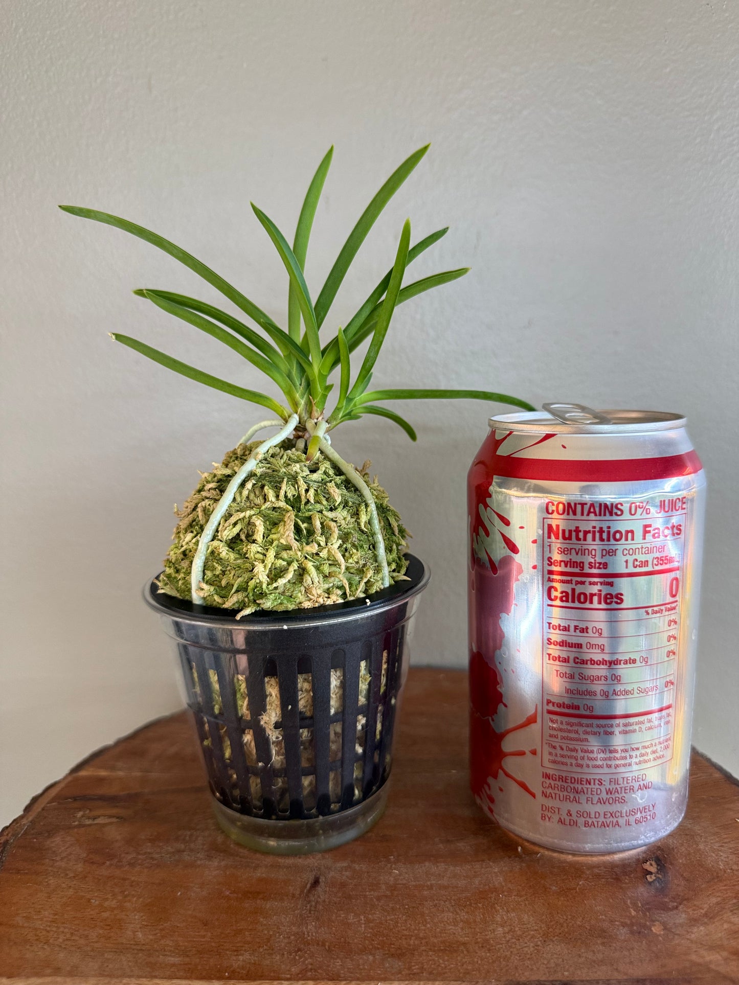 Neofinetia falcata Komachimusume 小町娘