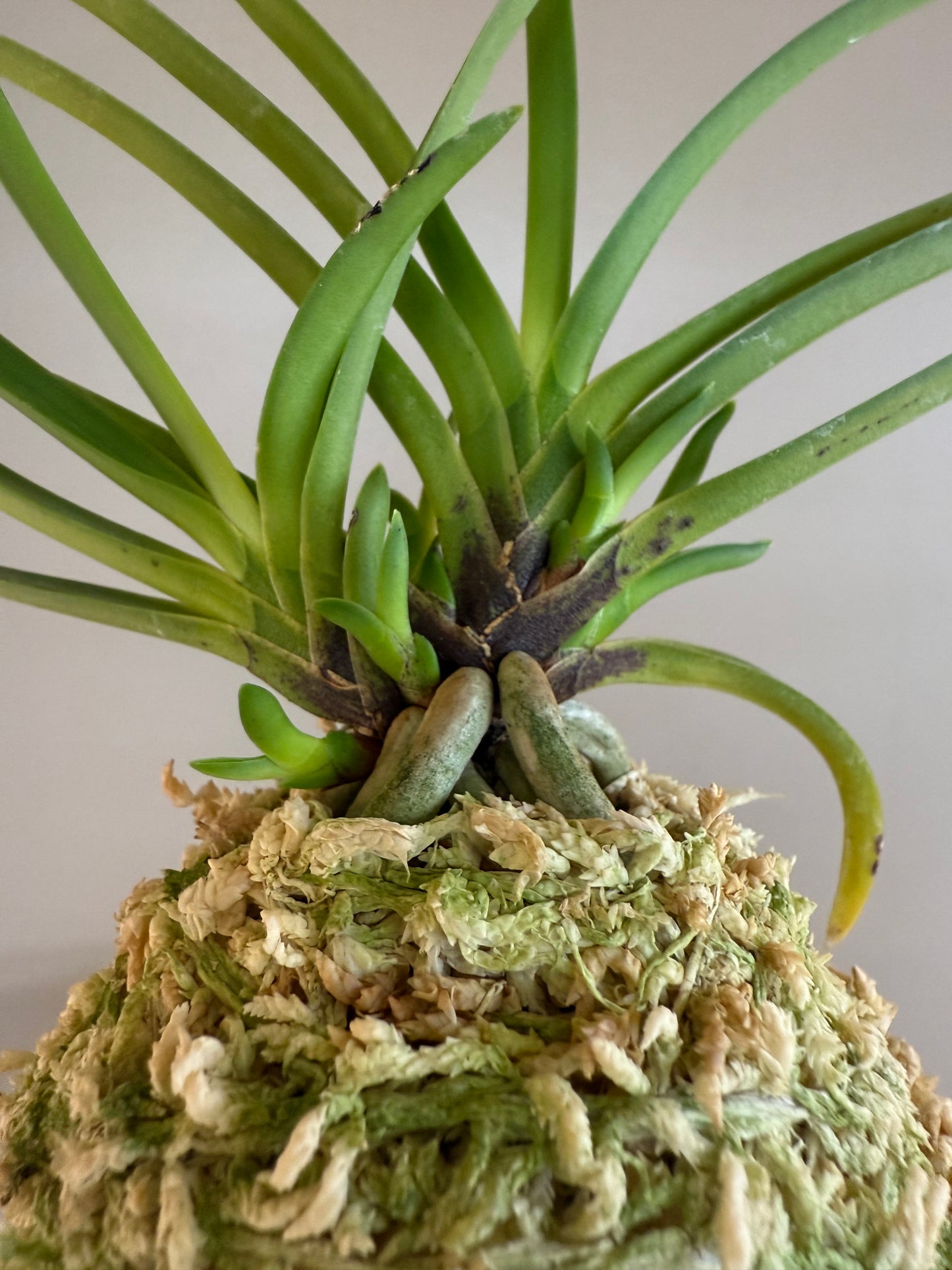 Neofinetia falcata Shunkyuden 春及殿