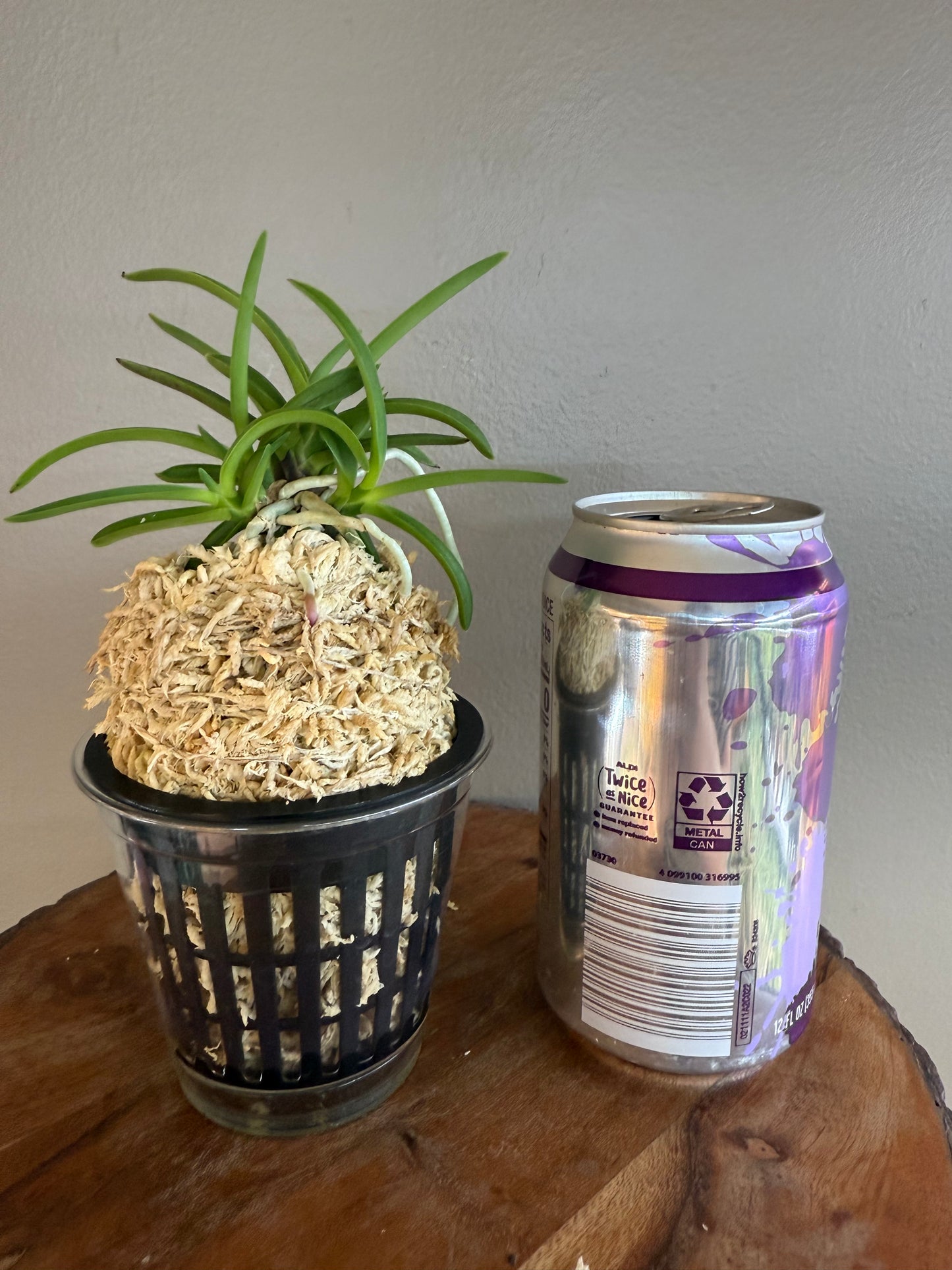 Neofinetia falcata Kishu Ryokufu 紀州綠風