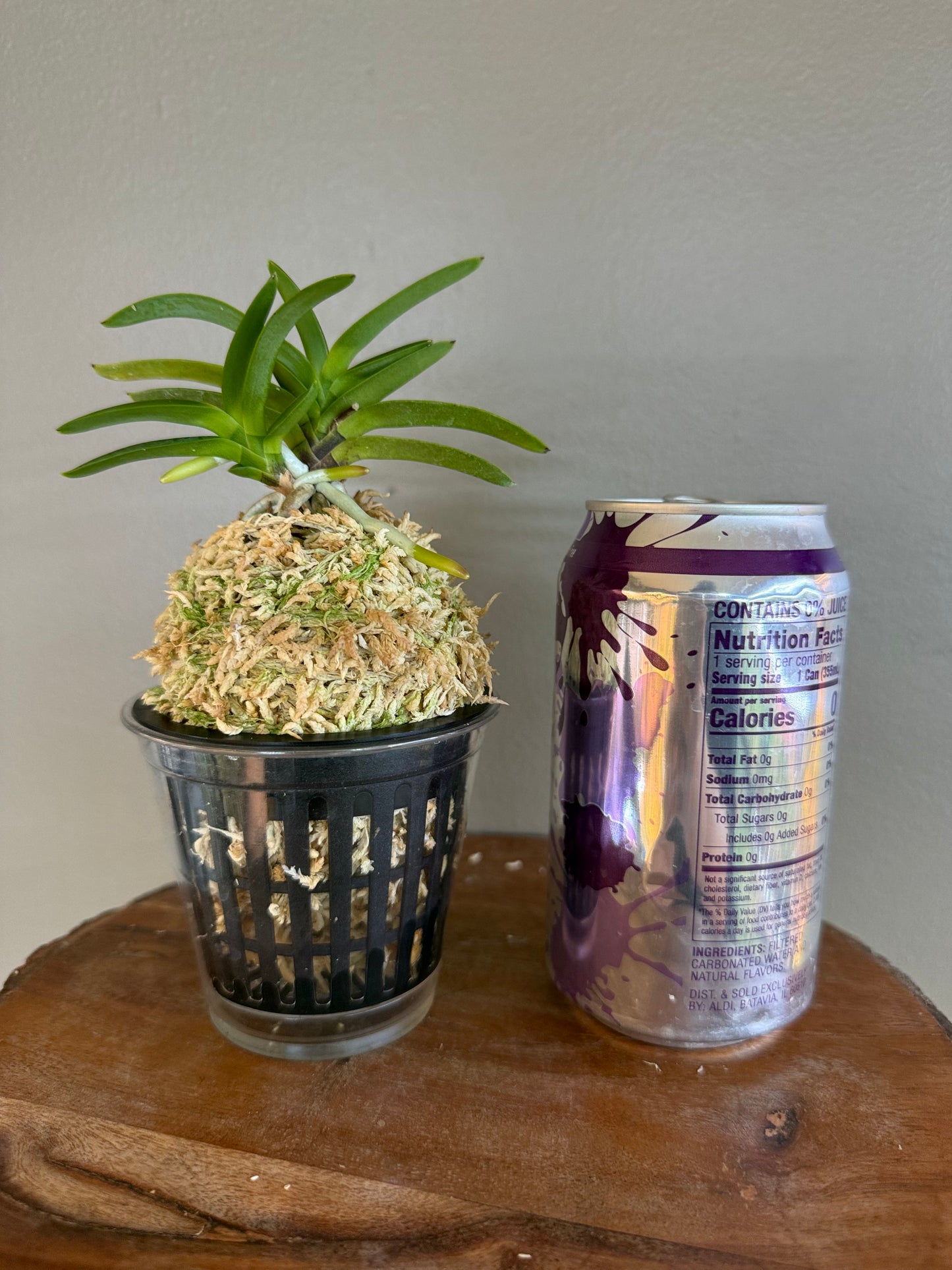 Neofinetia falcata Geumjeong 金頂
