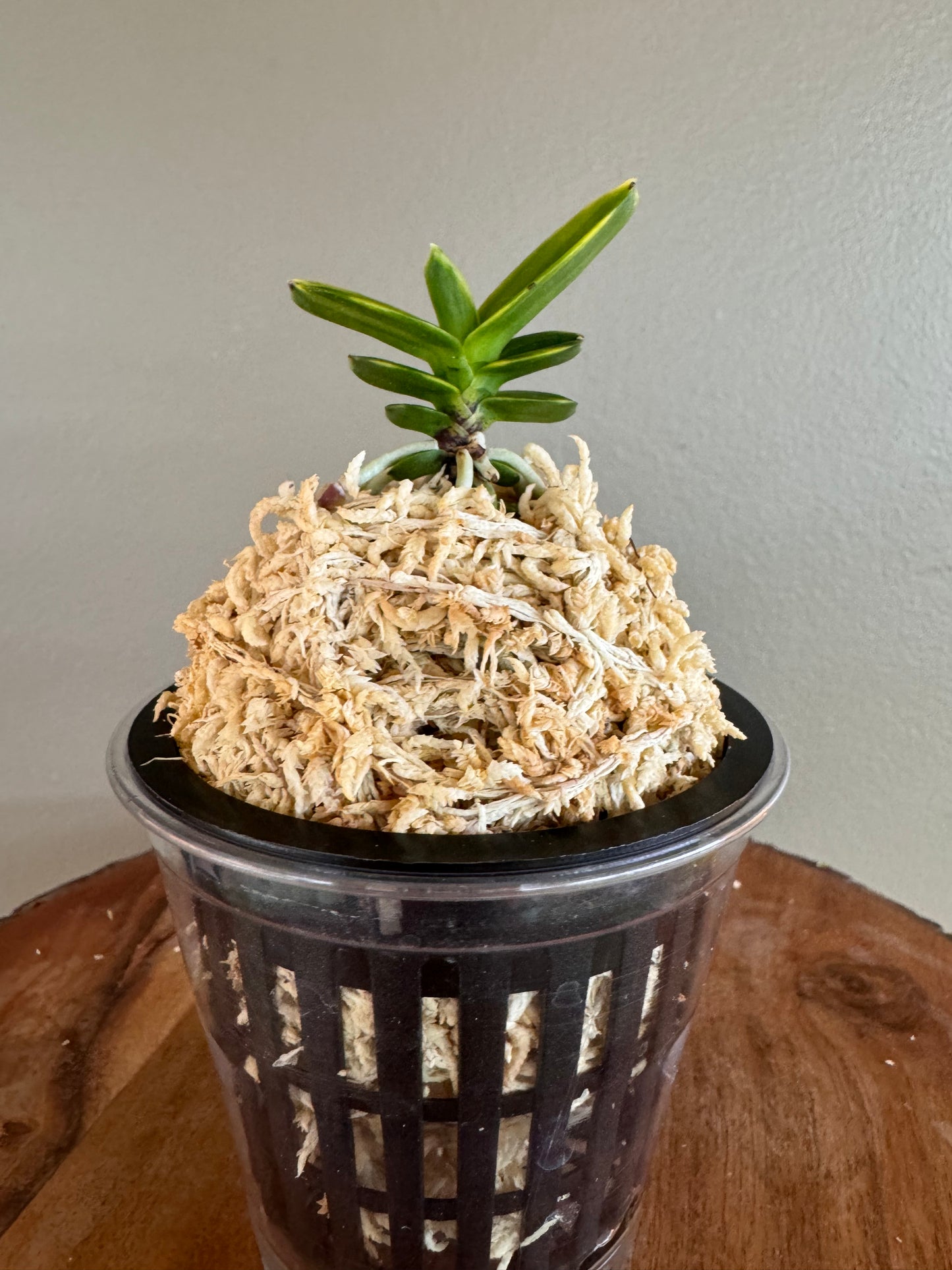 Neofinetia falcata Daejanggeum(Daiso Nishiki) 大壯錦