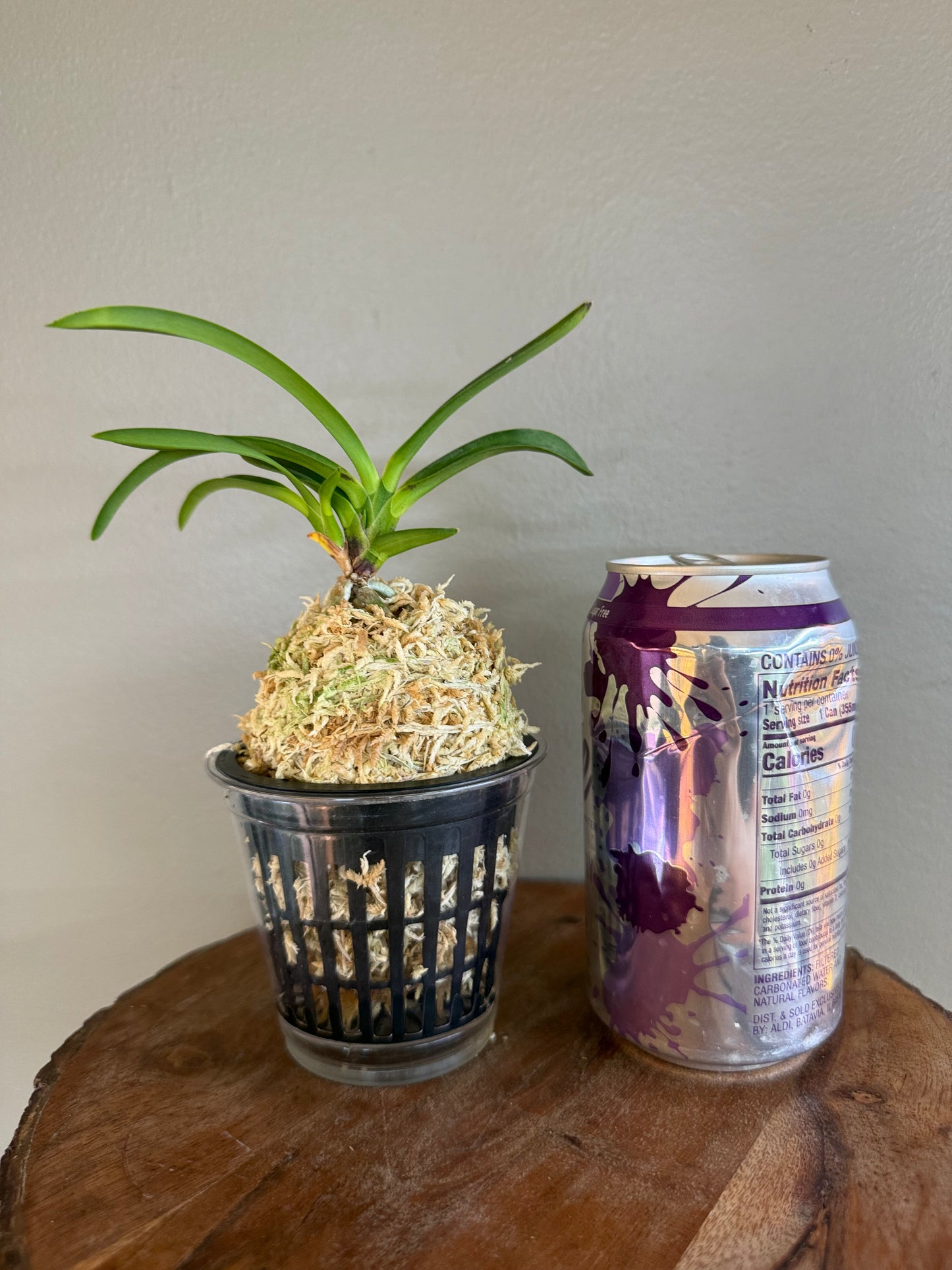 Neofinetia falcata Yamafubuki 山吹雪