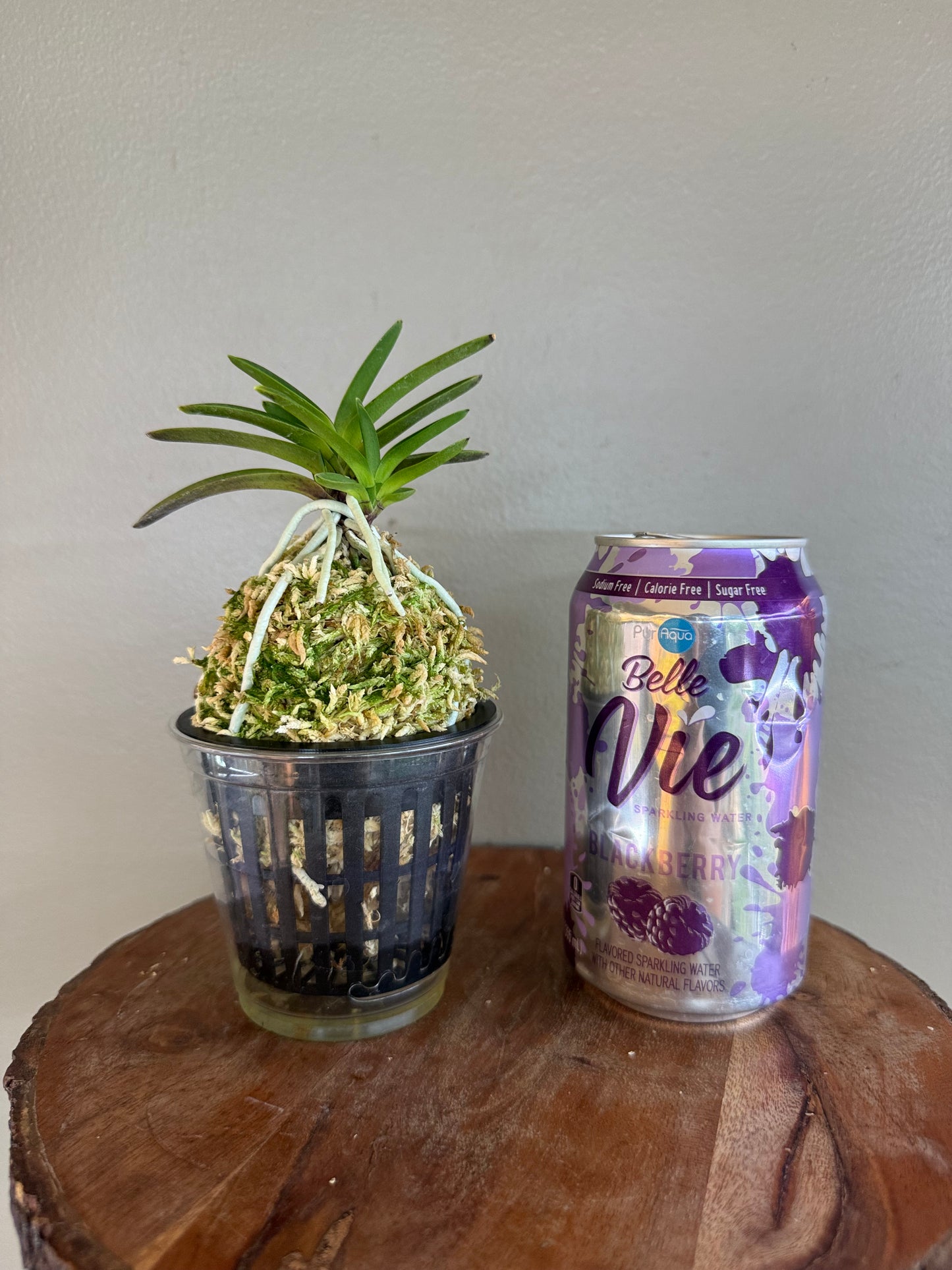 Neofinetia falcata Hwangok 黃玉
