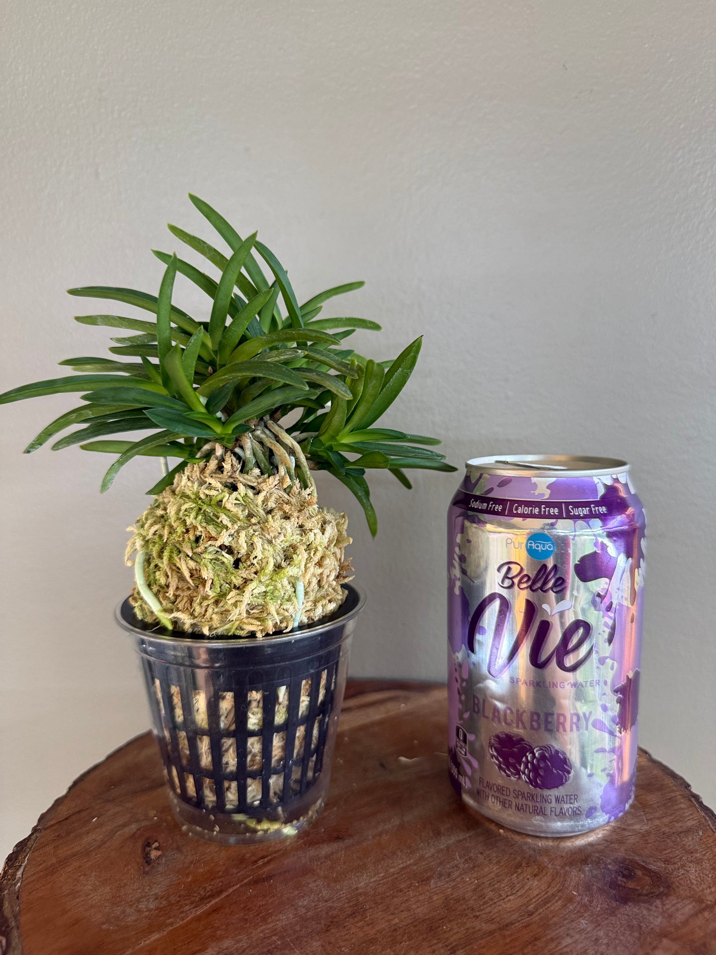 Neofinetia falcata Suisei 彗星