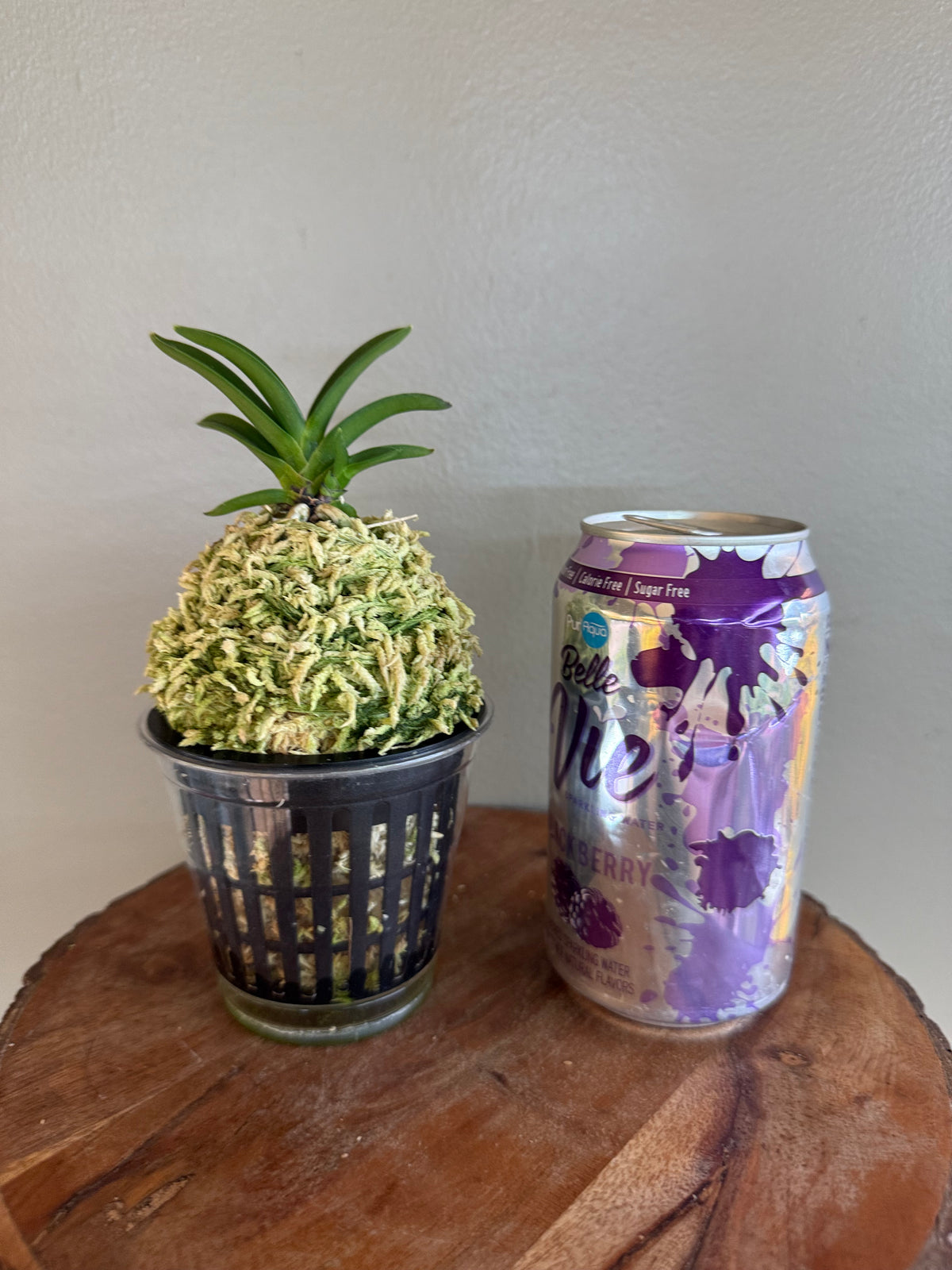 Neofinetia falcata Hong-il 紅日