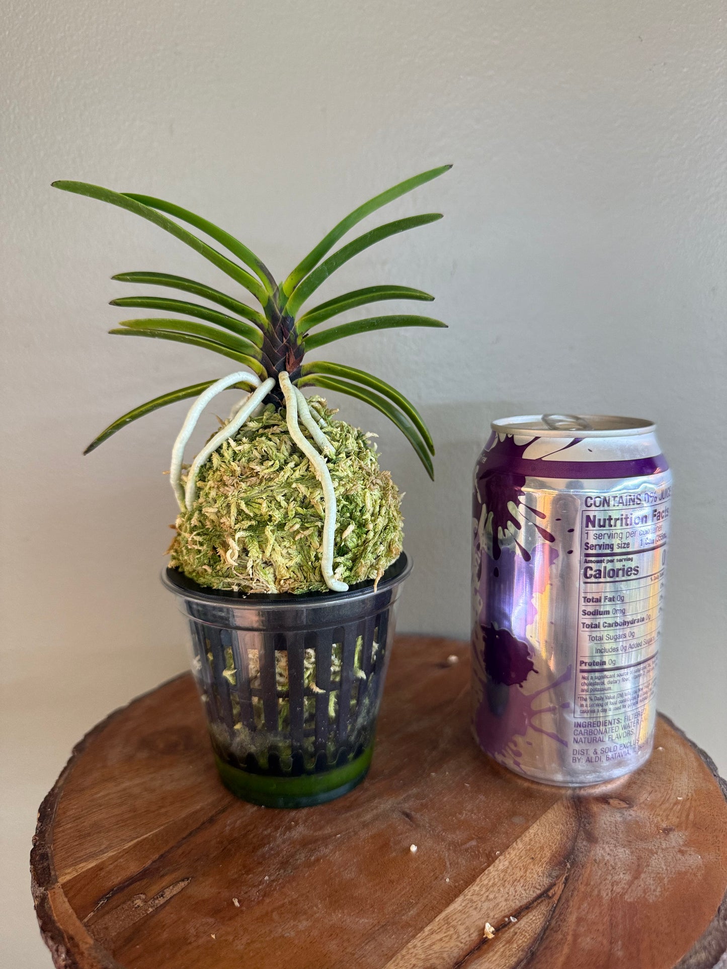 Neofinetia falcata Akausagi 赤兎
