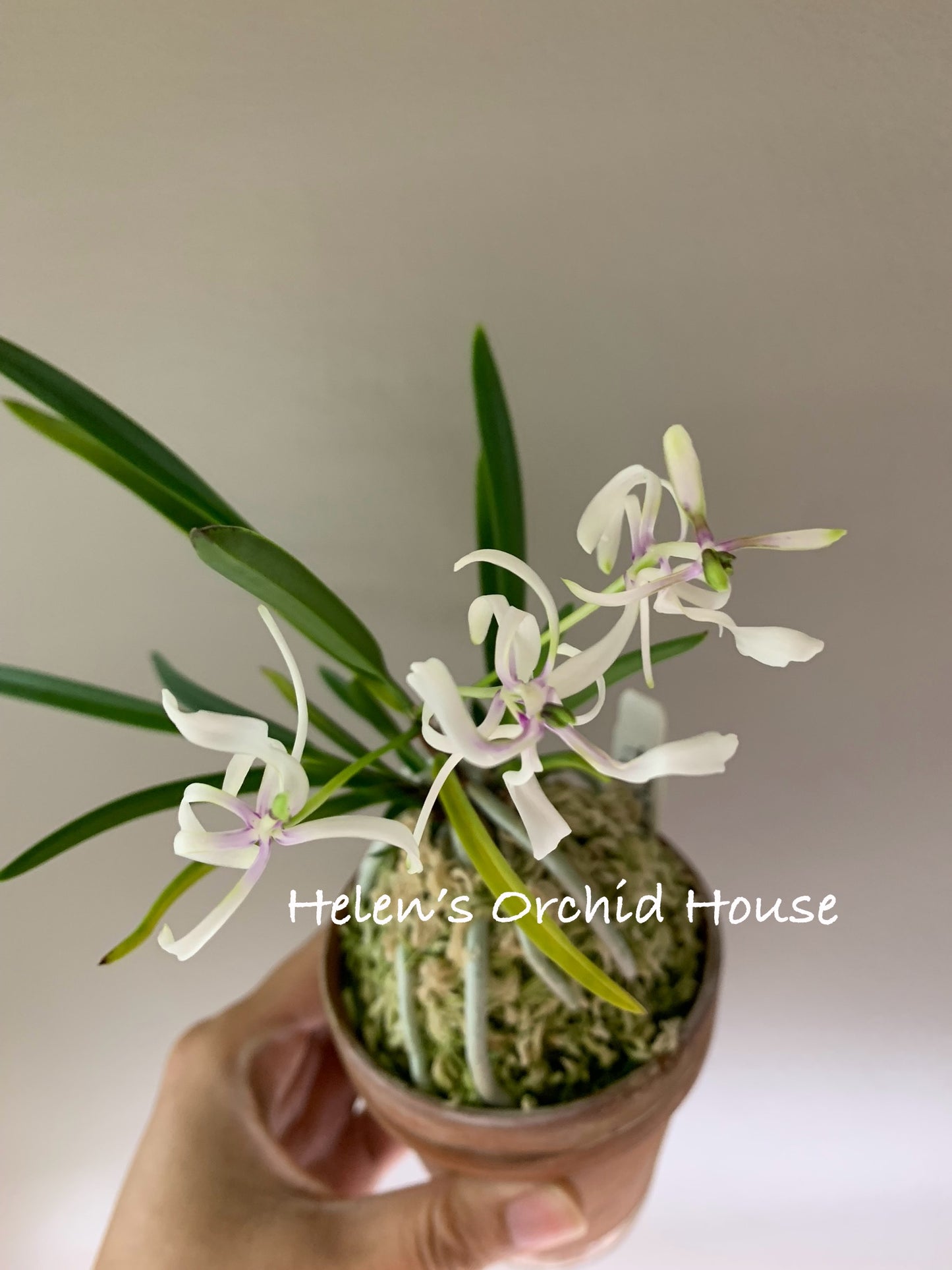 Neofinetia falcata Shunkyuden 春及殿