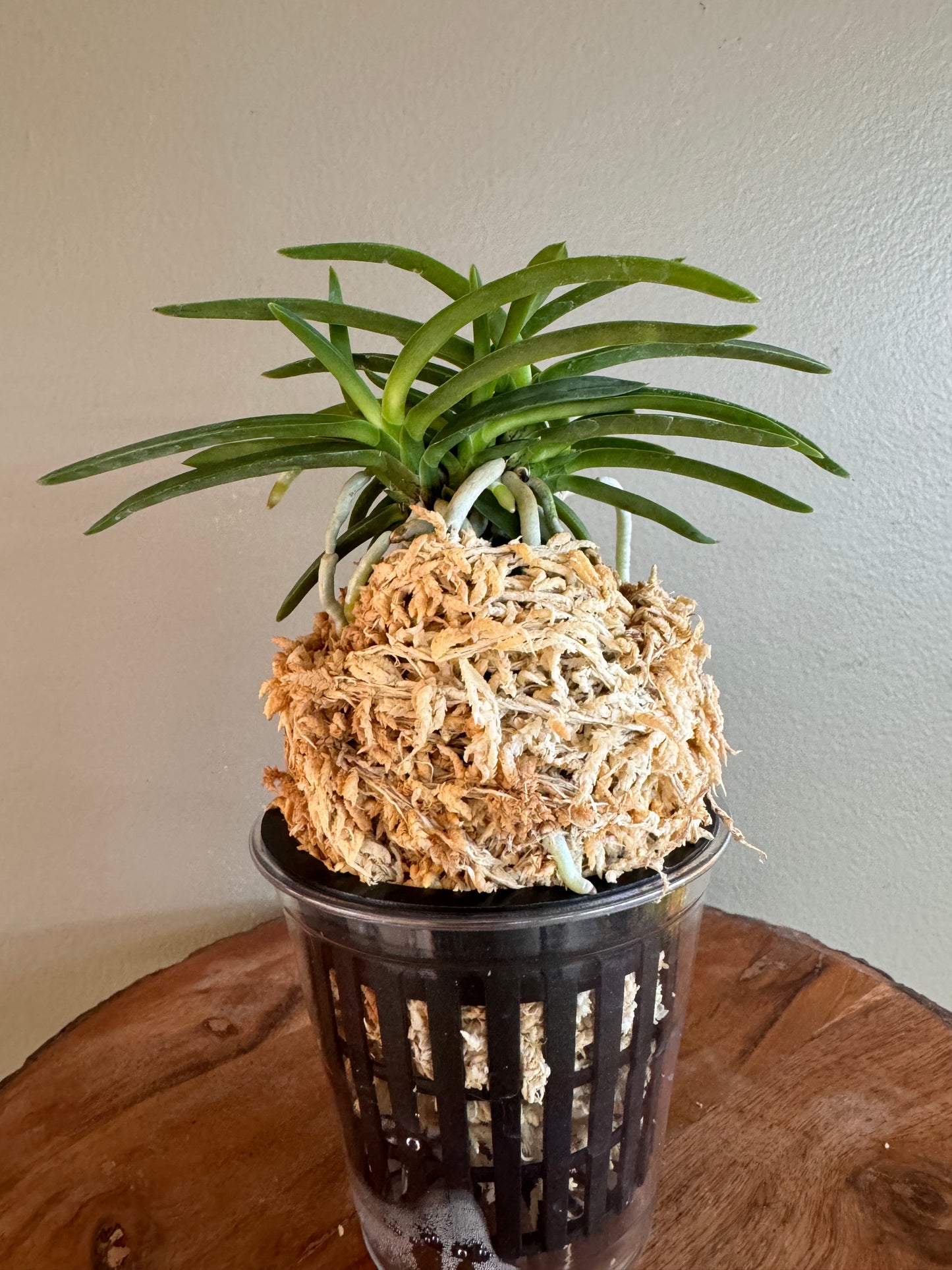 Neofinetia falcata Benibotaru 紅蛍