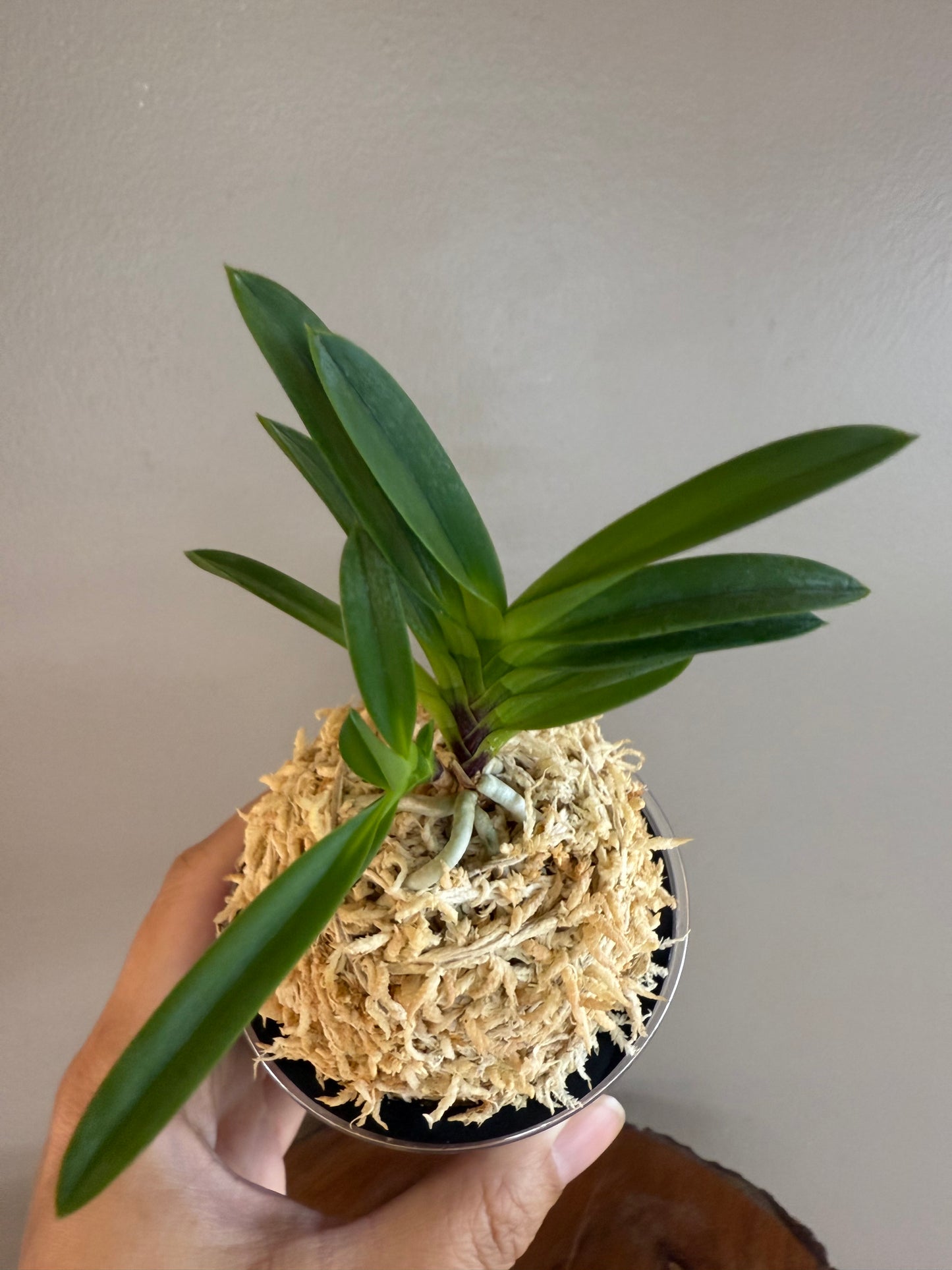 Neofinetia falcata Juhongseong 朱紅星