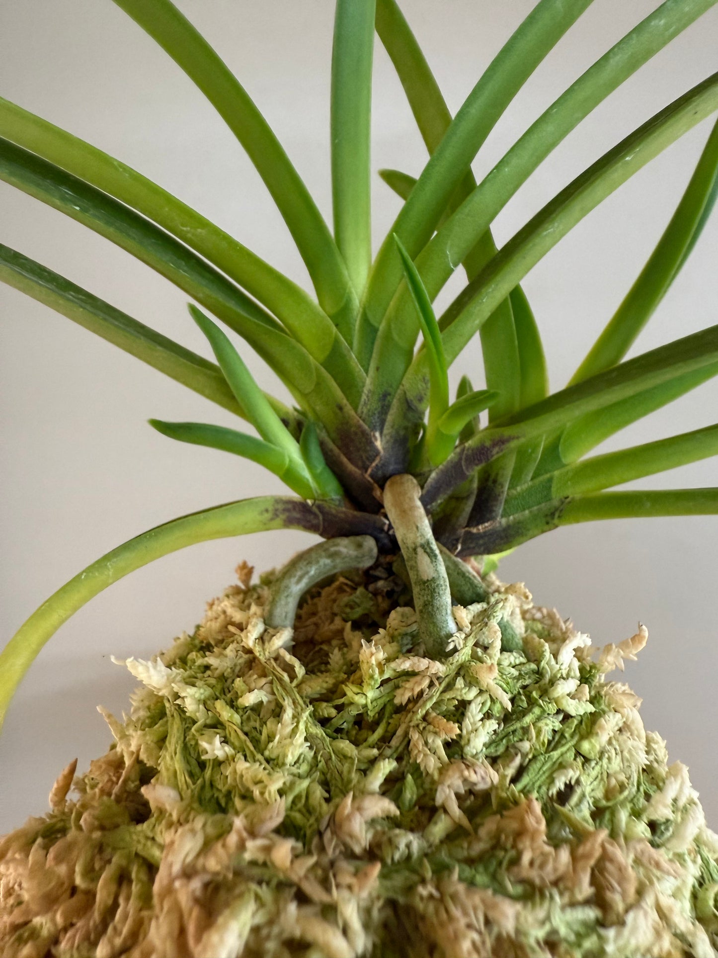 Neofinetia falcata Shunkyuden 春及殿