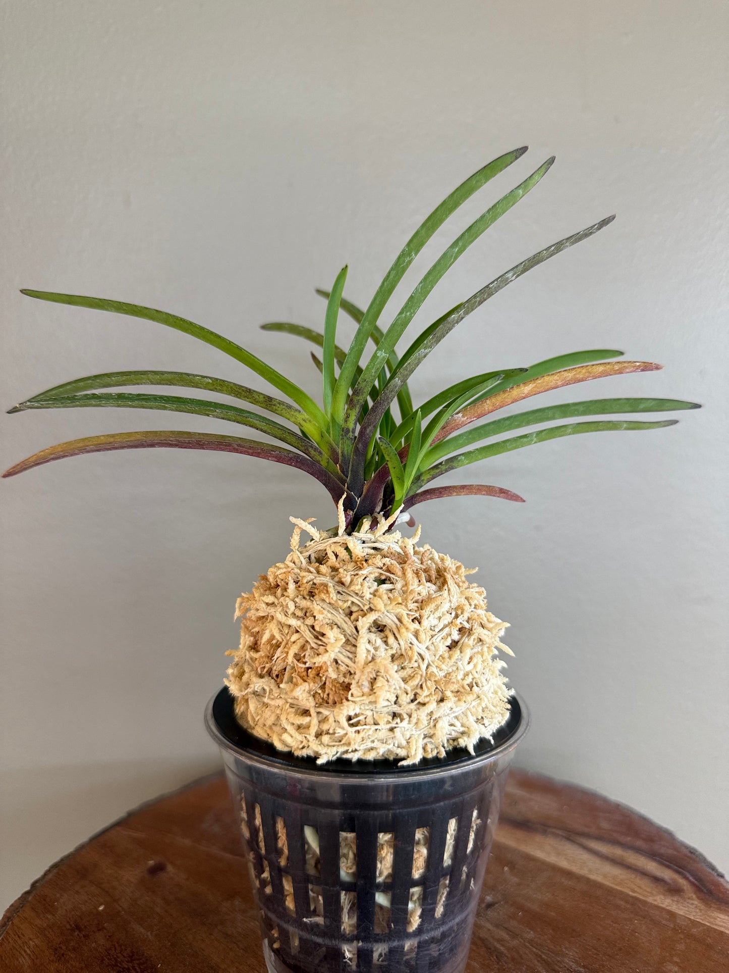Neofinetia falcata 夕映 Yubae