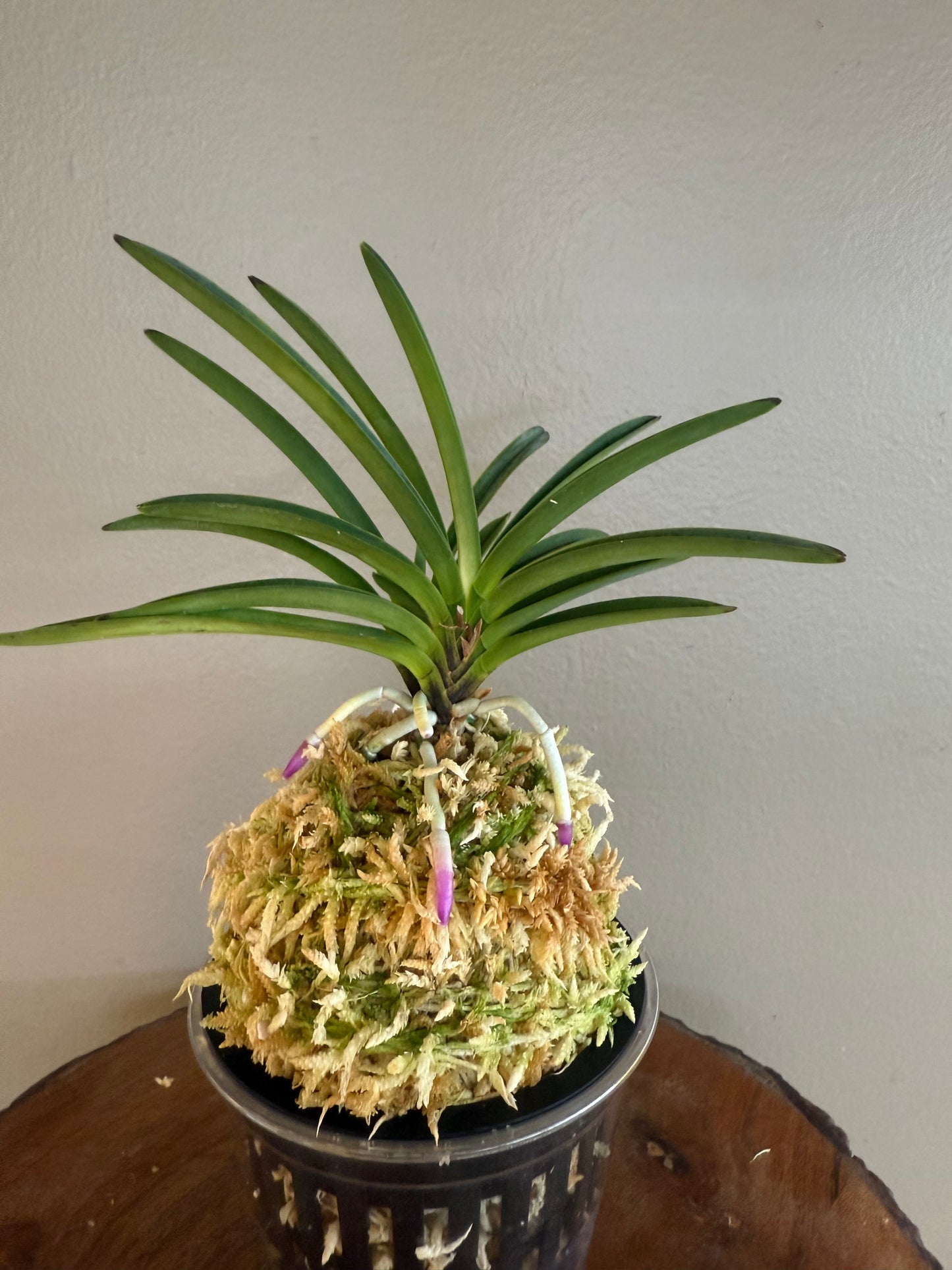 Neofinetia falcata Homeiden 豊明殿