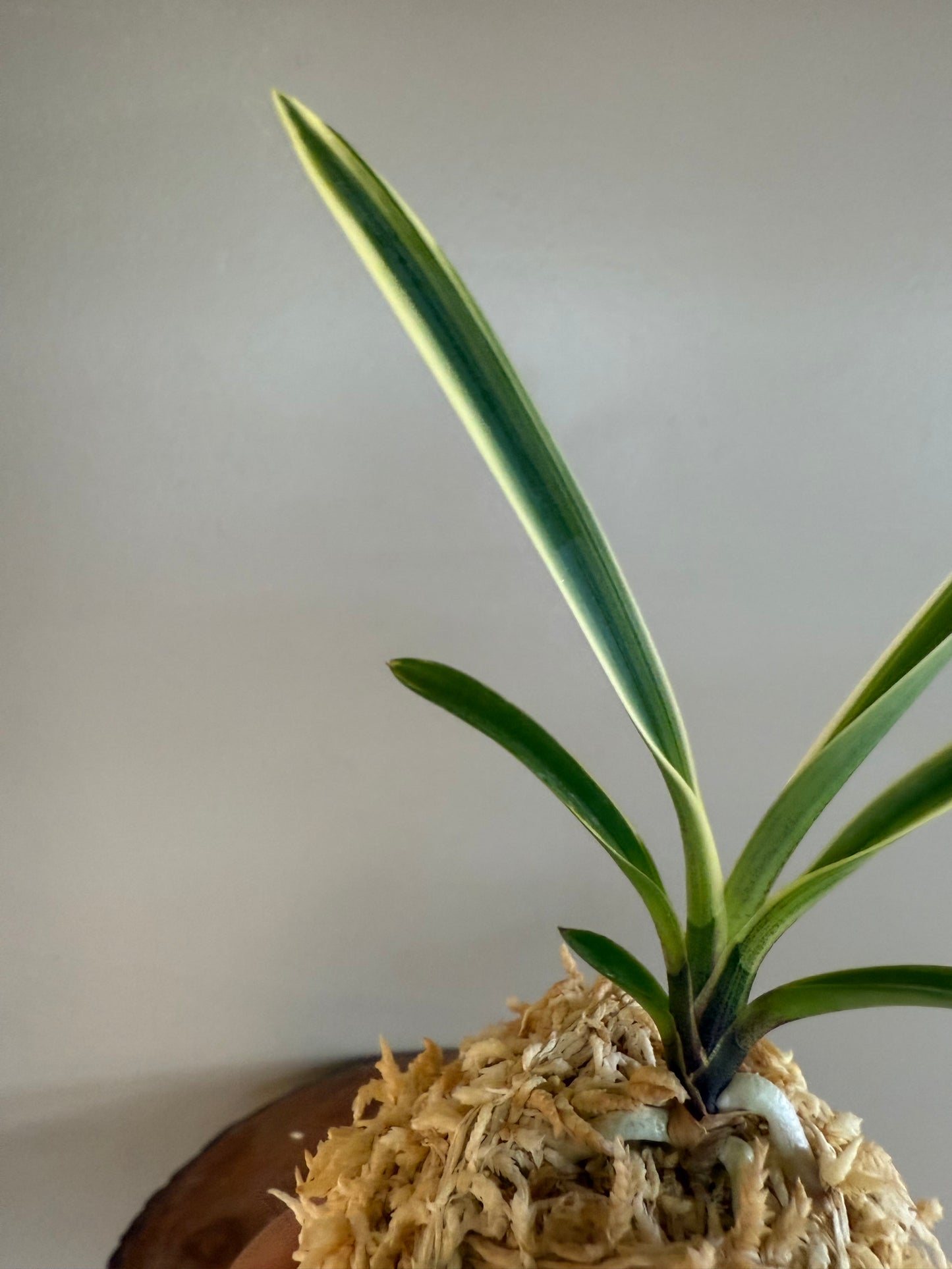 Neofinetia falcata Amami Shiroshima 奄美白縞