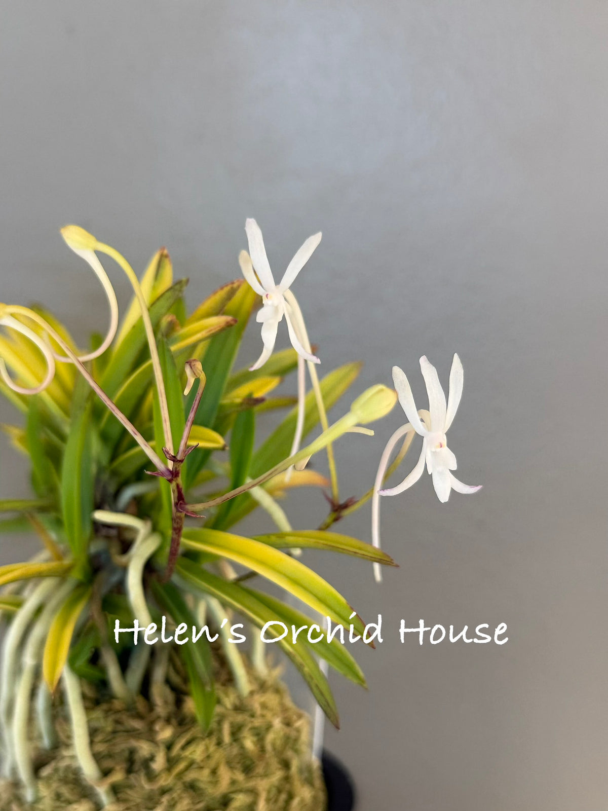Neofinetia falcata Kinroukaku 金樓閣
