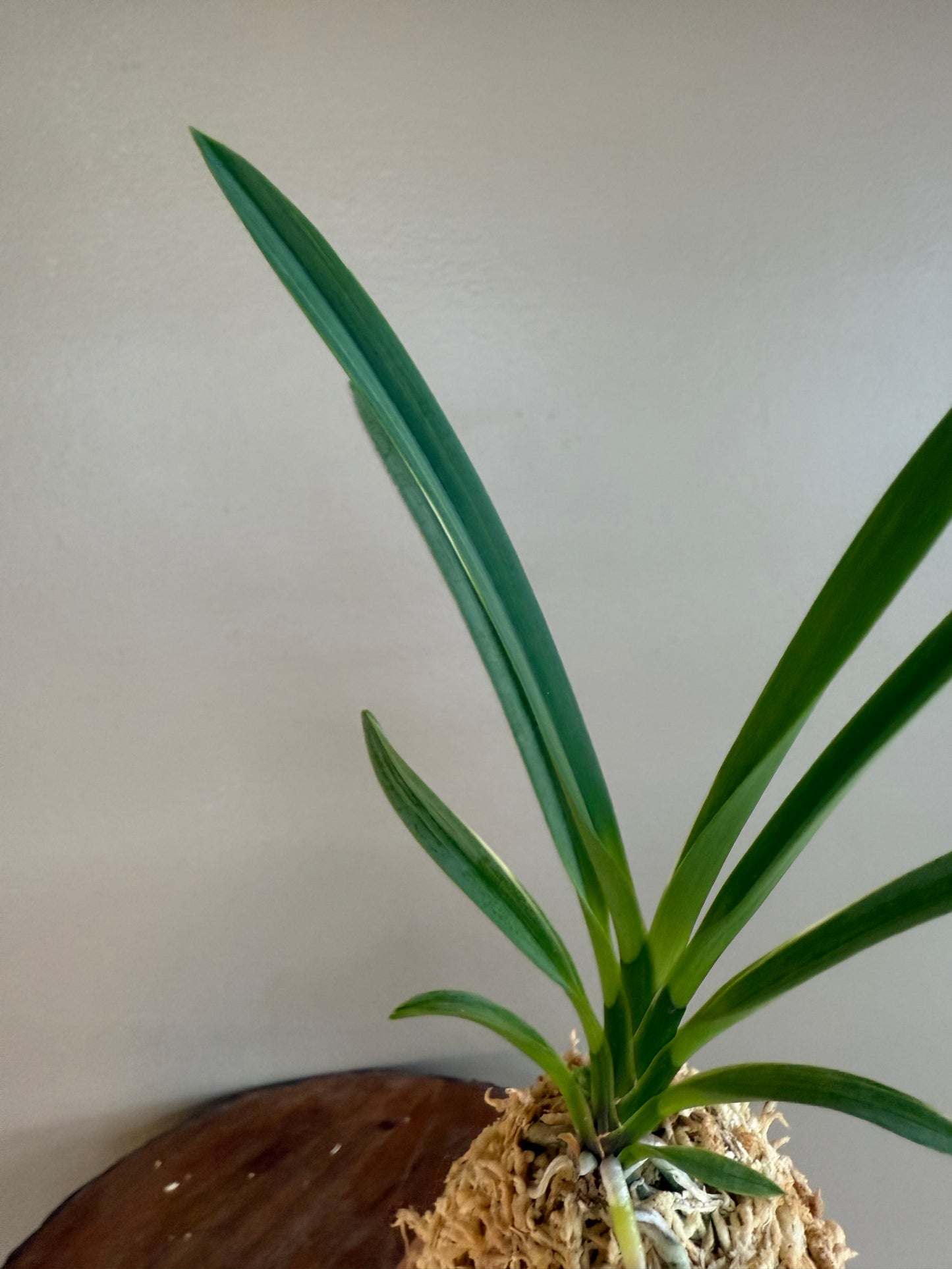 Neofinetia falcata Nishiryonishiki 西凌錦