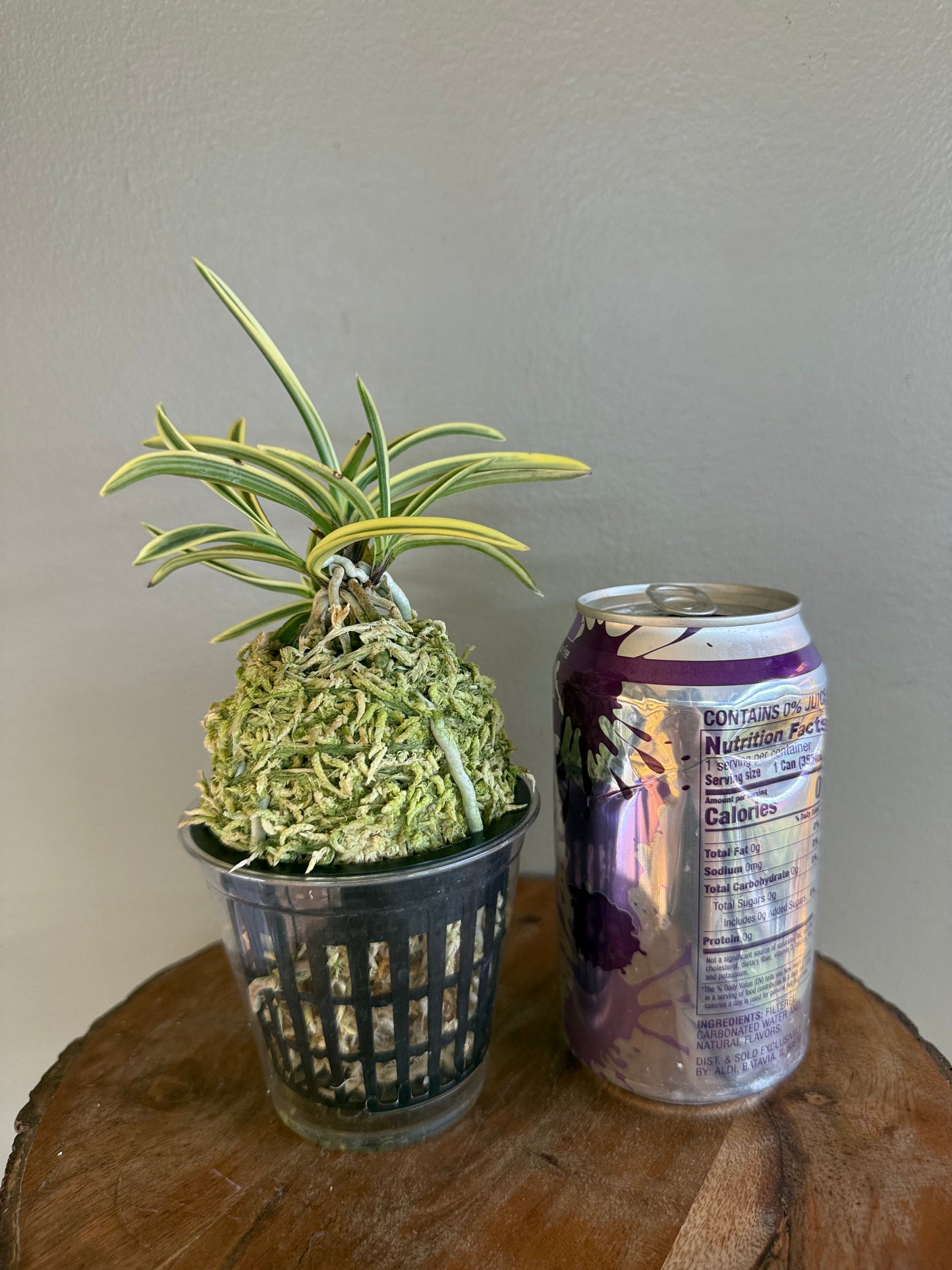 Neofinetia falcata Kotou Fukurin 湖東覆輪