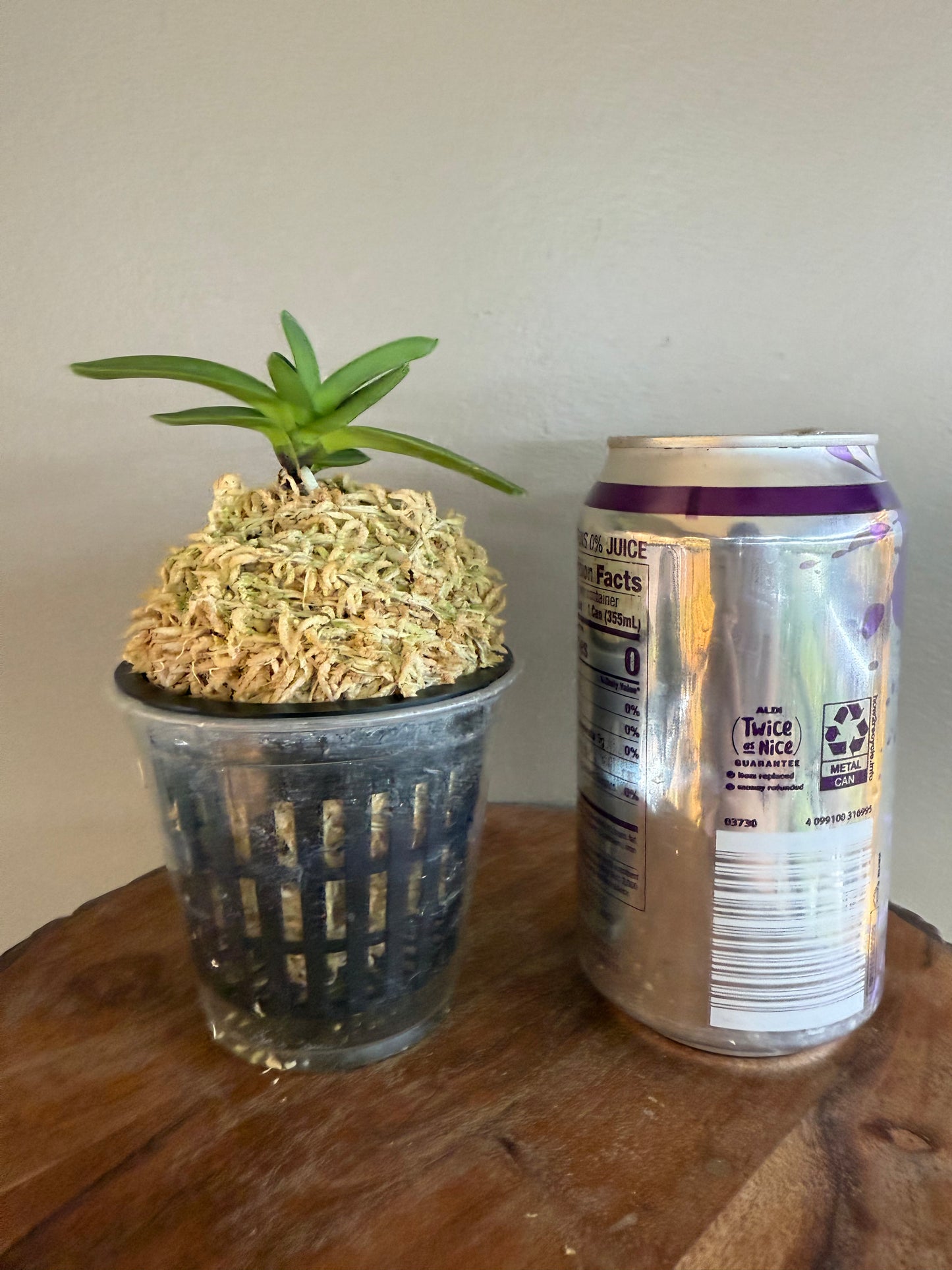 Neofinetia falcata Geumjeong 金頂