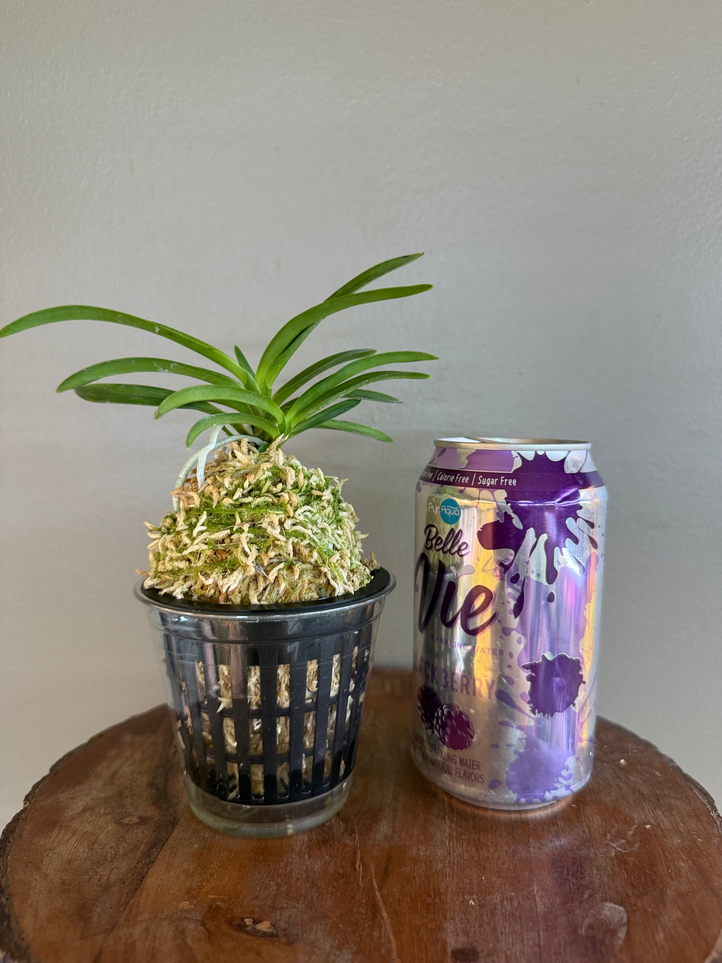 Neofinetia falcata Lavender 紫