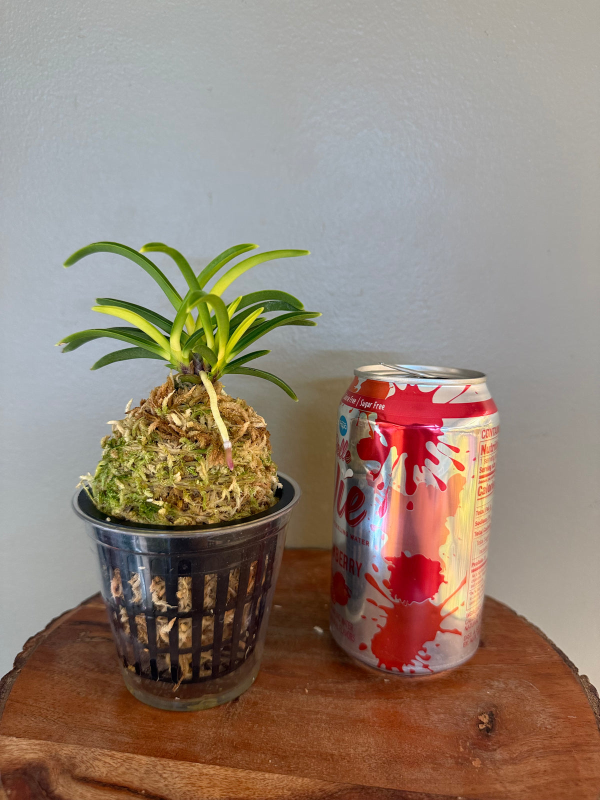 Neofinetia falcata Izumibotan 泉牡丹